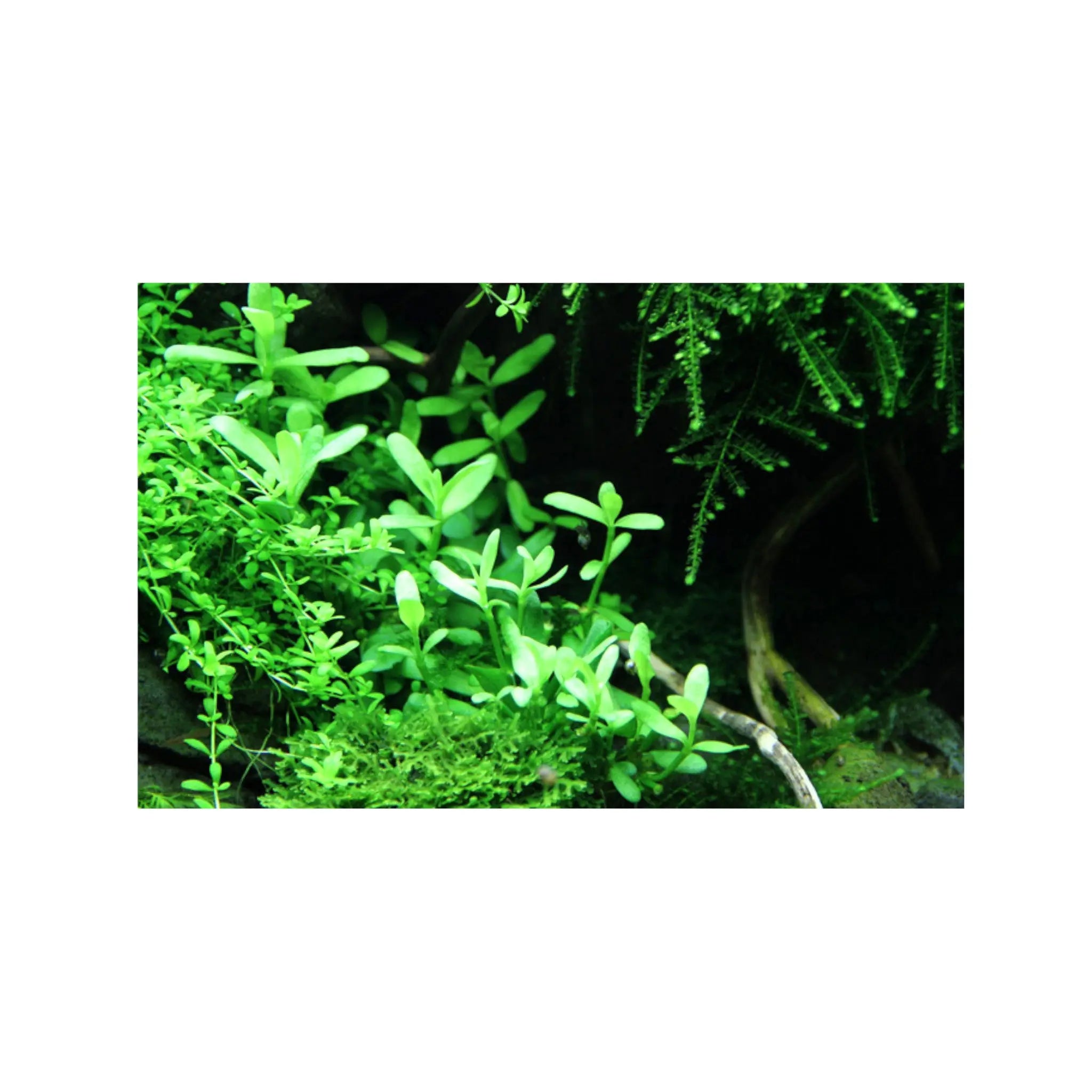 Bacopa monnieri compacta Aquafleur