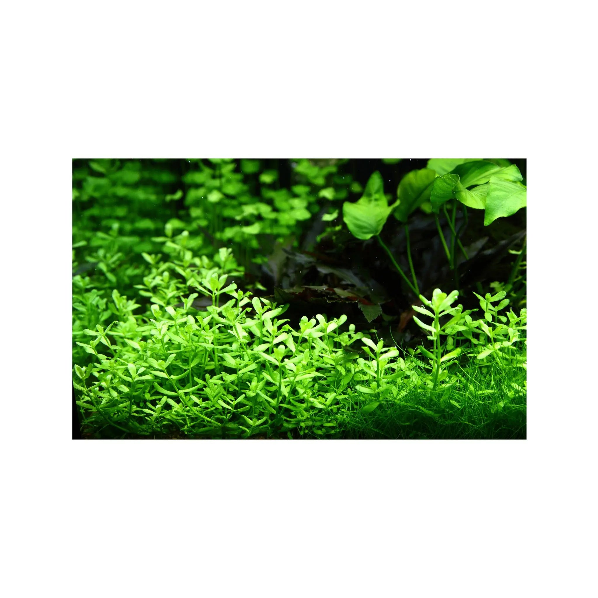 Bacopa monnieri compacta Aquafleur