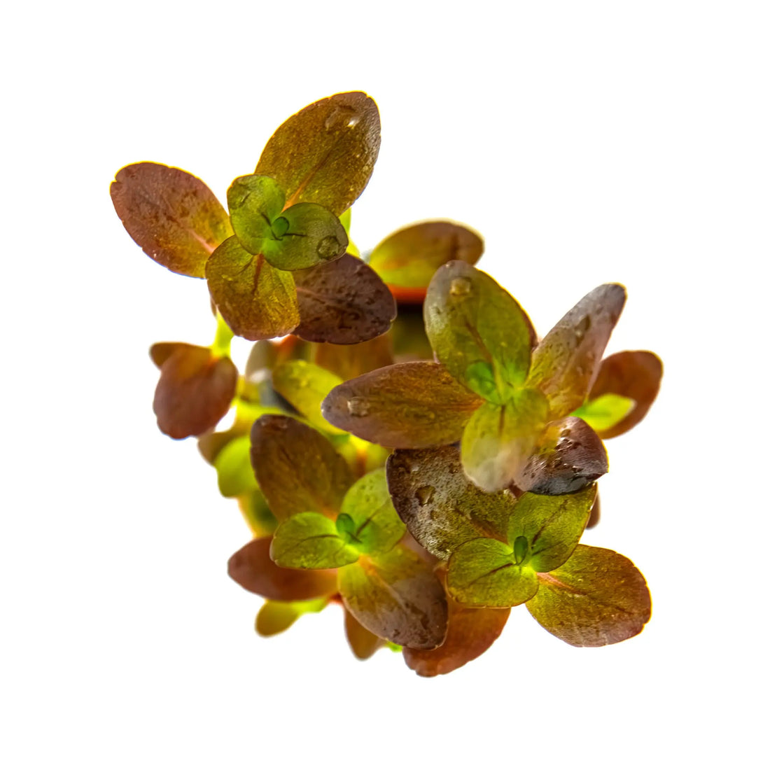 Bacopa salzmanni Purple Tropica