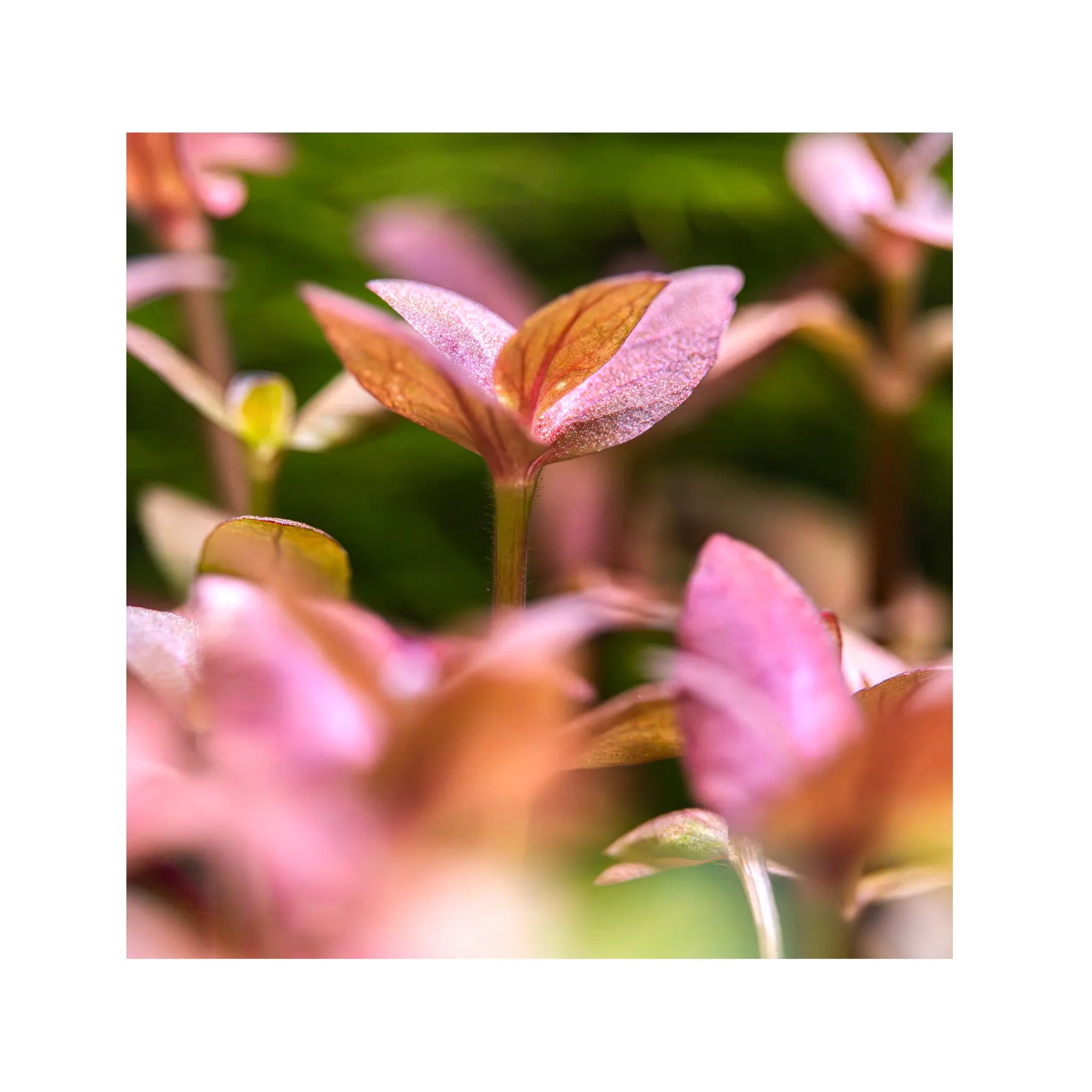 Bacopa salzmanni Purple Tropica