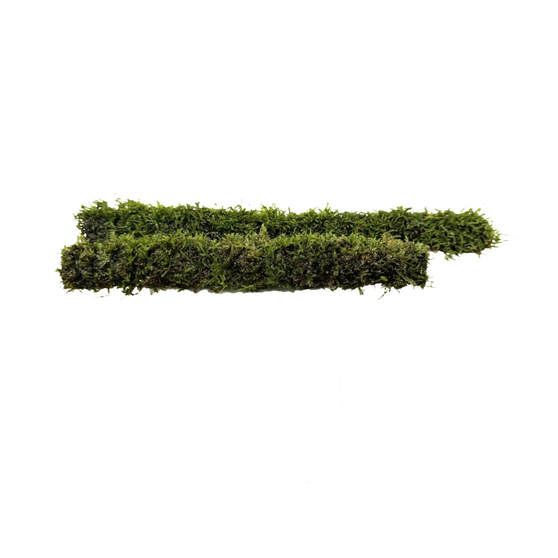 Bamboo Stick with Java Moss Aqua Essentials