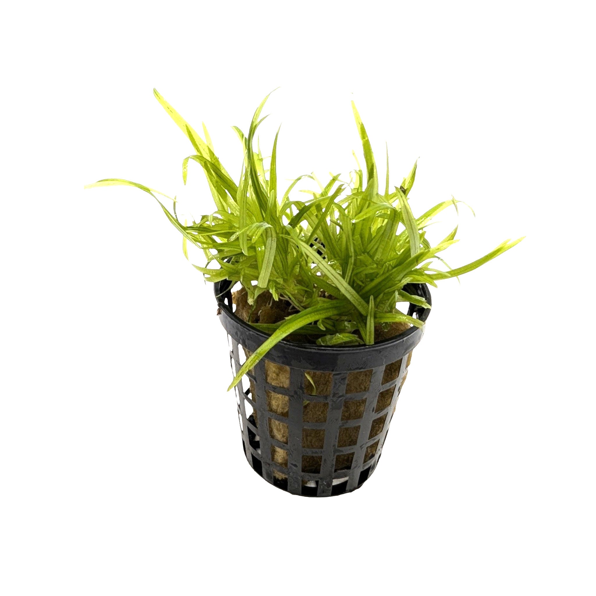 Blyxa japonica - Grass-Like Foreground Aquarium Plant