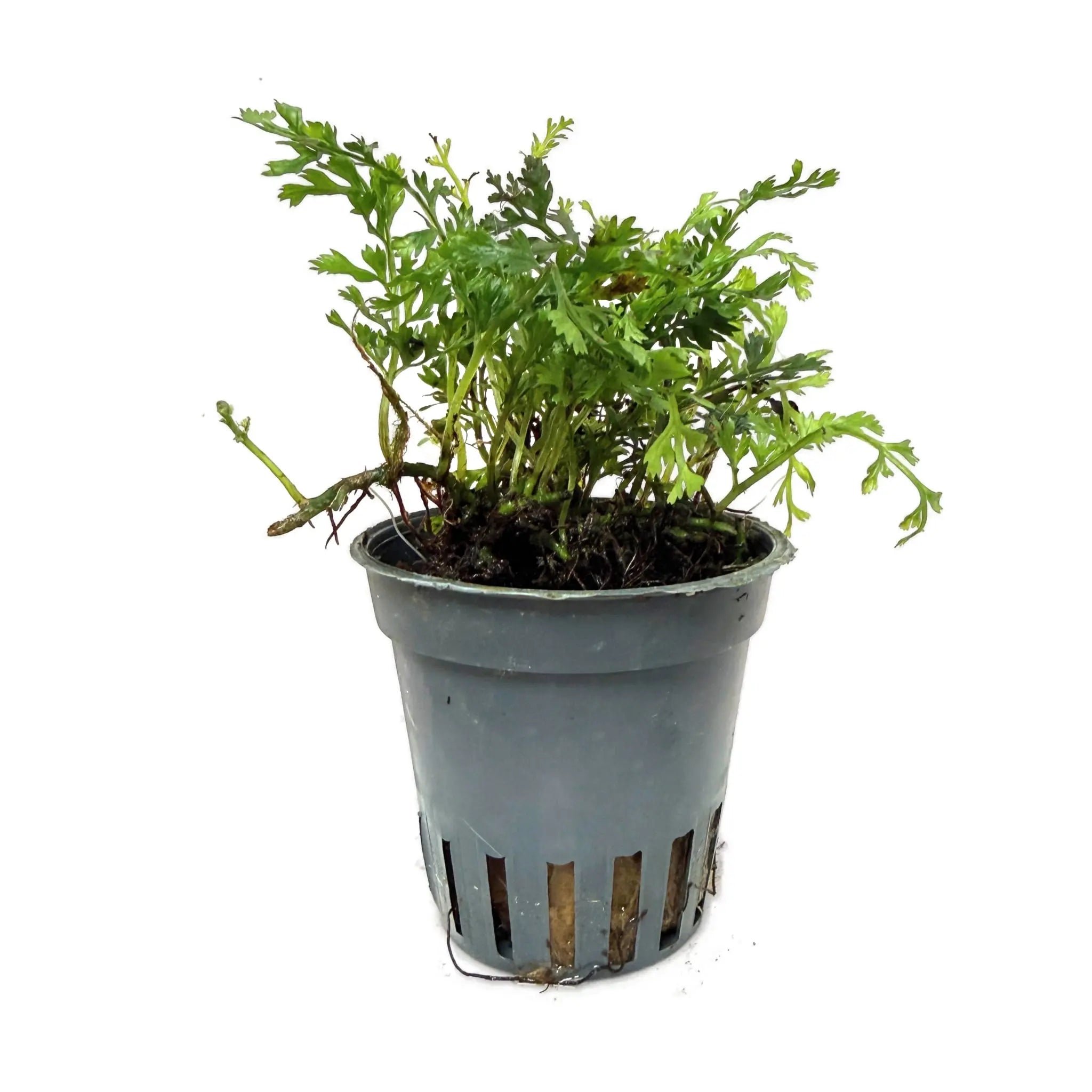 Bolbitis heteroclita Difformis - Rare Miniature Aquarium Fern Aqua Essentials