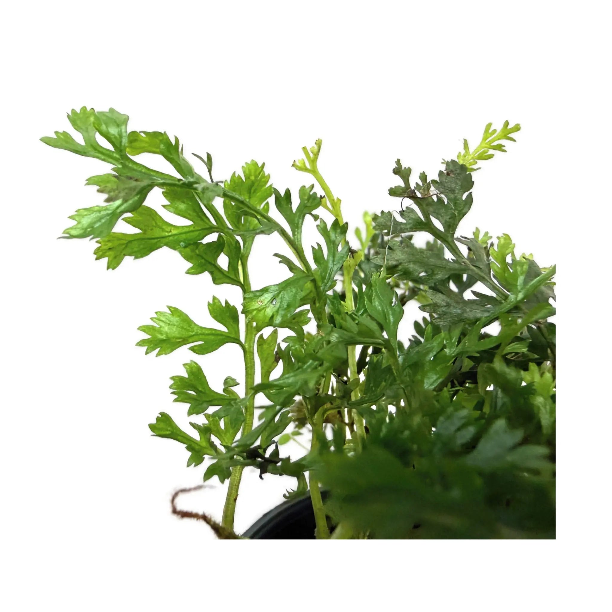 Bolbitis heteroclita Difformis - Rare Miniature Aquarium Fern Aqua Essentials