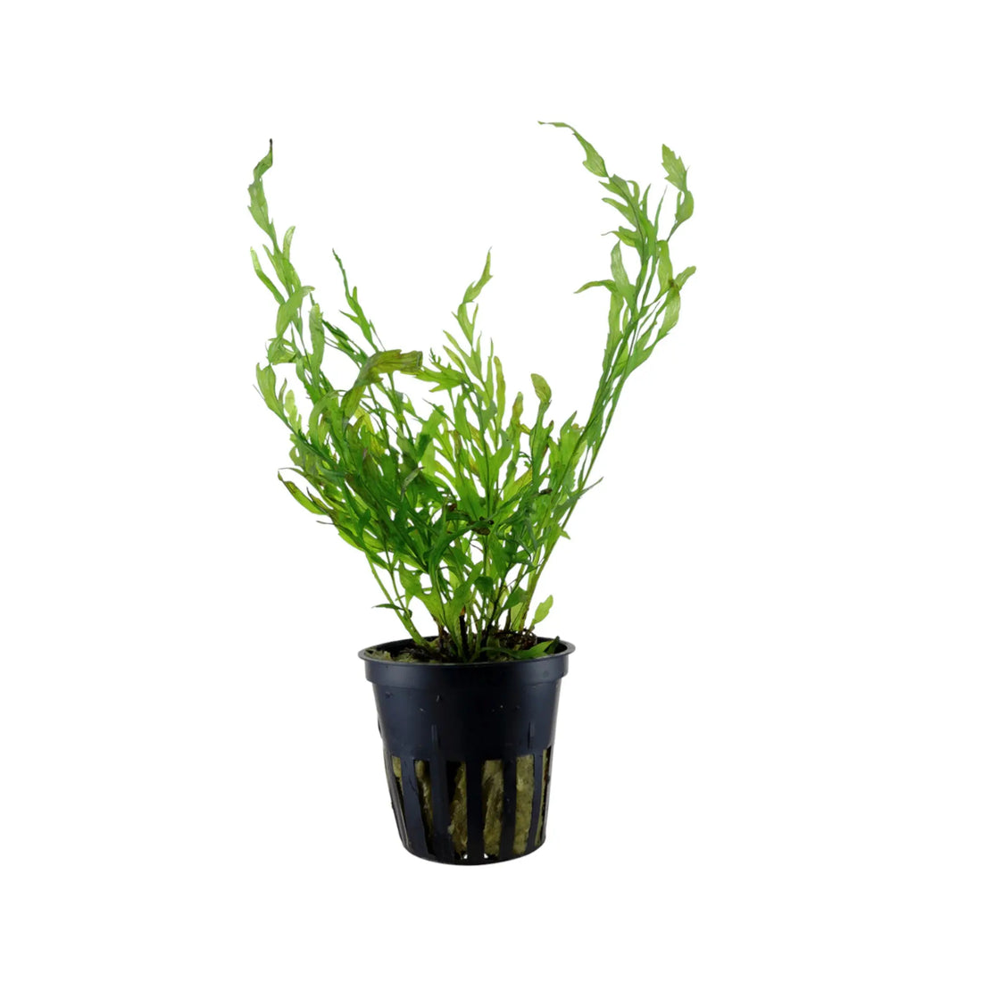 Bolbitis heudelotii (Congo fern) Aquafleur