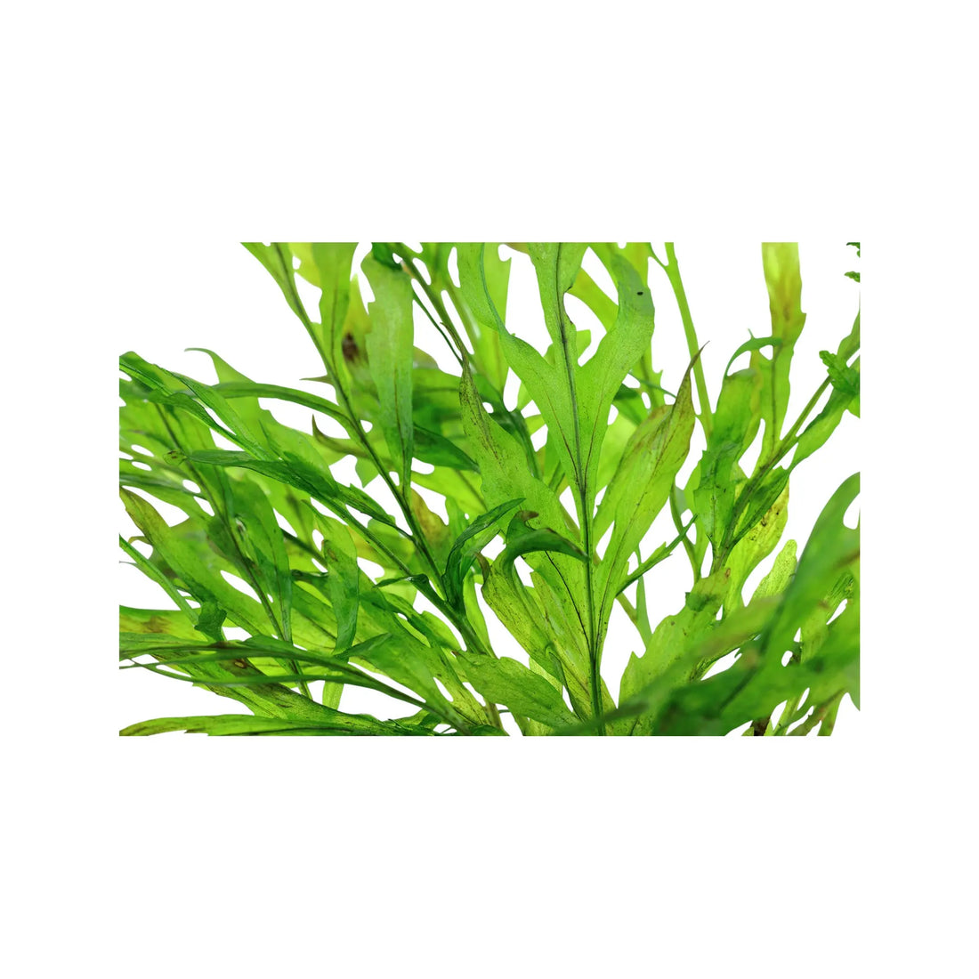 Bolbitis heudelotii (Congo fern) Aquafleur