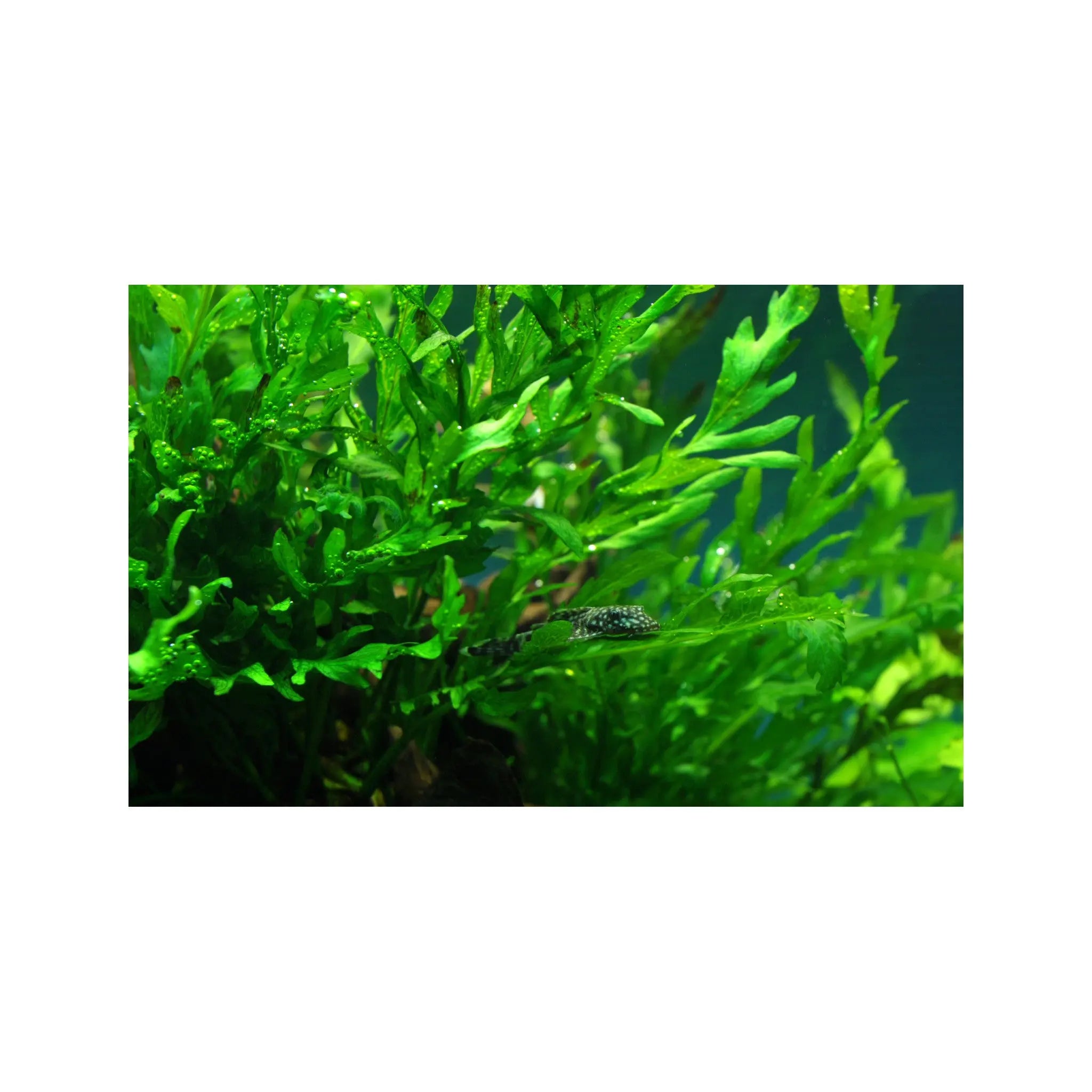 Bolbitis heudelotii (Congo fern) Aquafleur