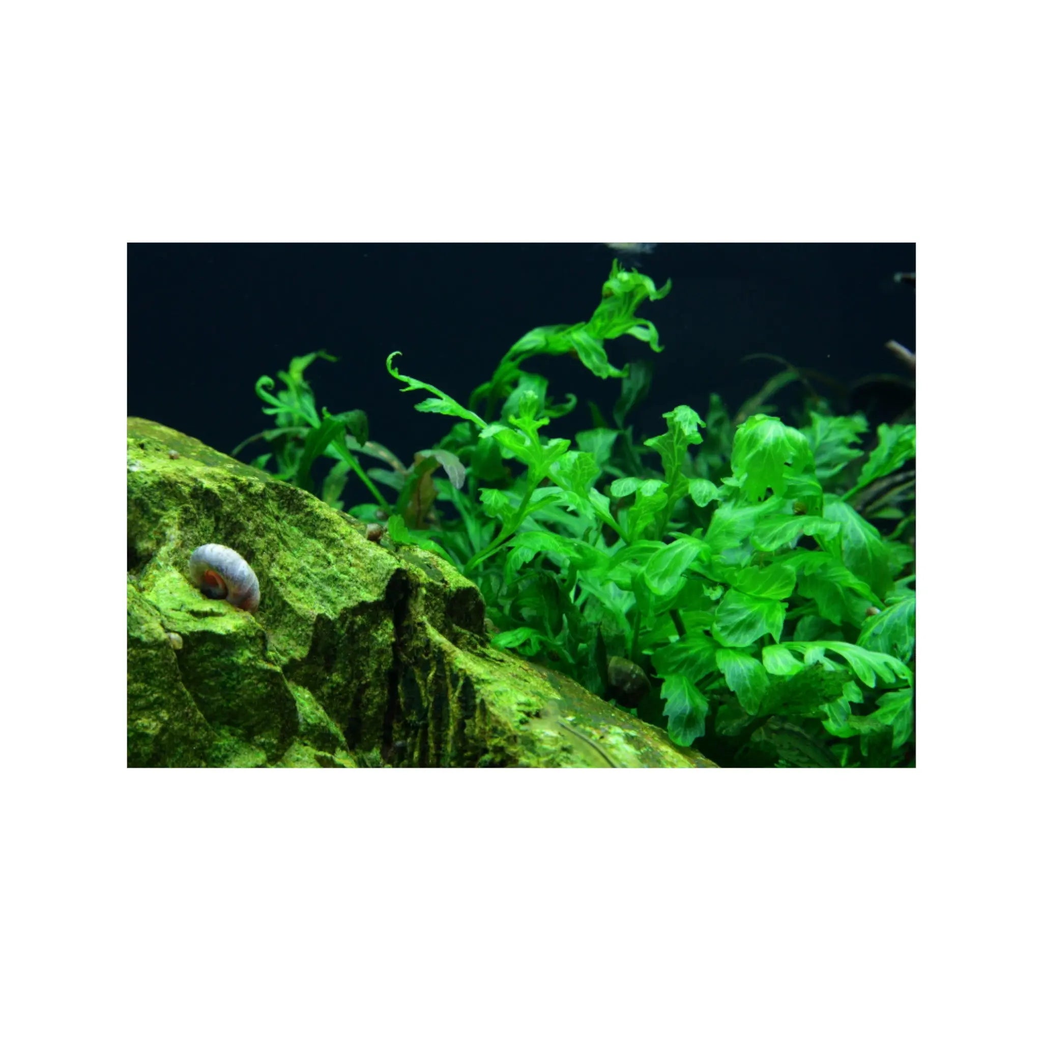 Bolbitis heudelotii (Congo fern) Aquafleur