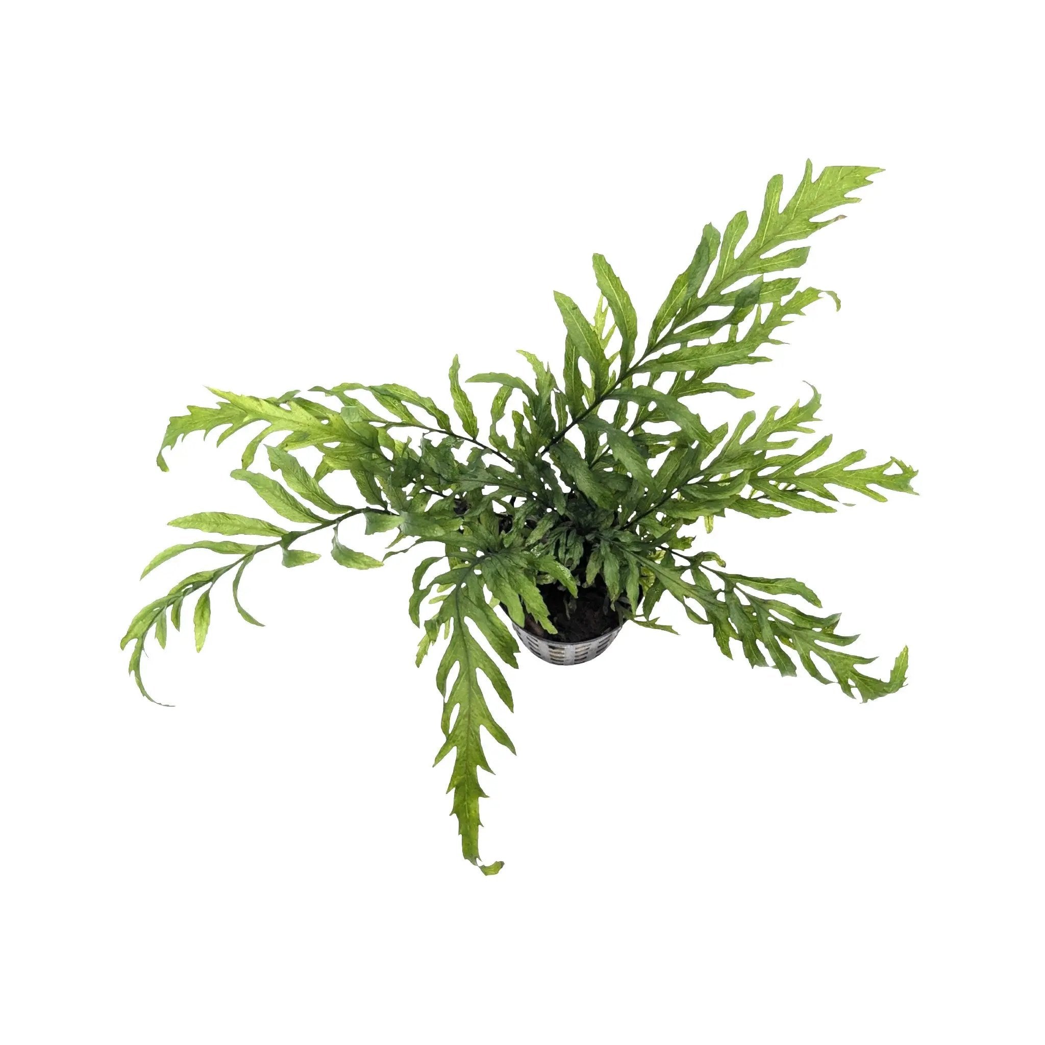 Bolbitis heudelotii (Congo fern) Aquafleur