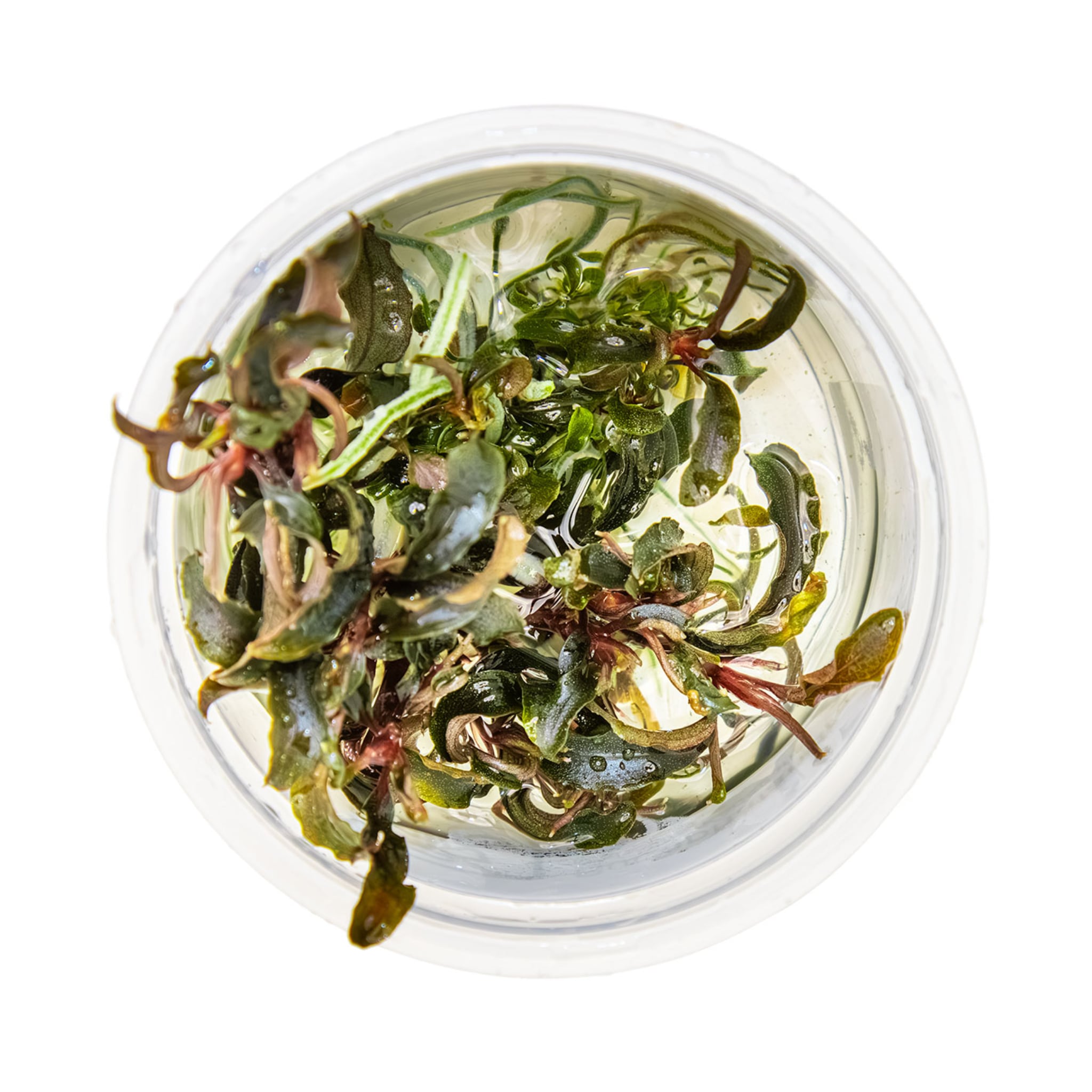 Tropica Bucephalandra Kedagang 1-2-GROW