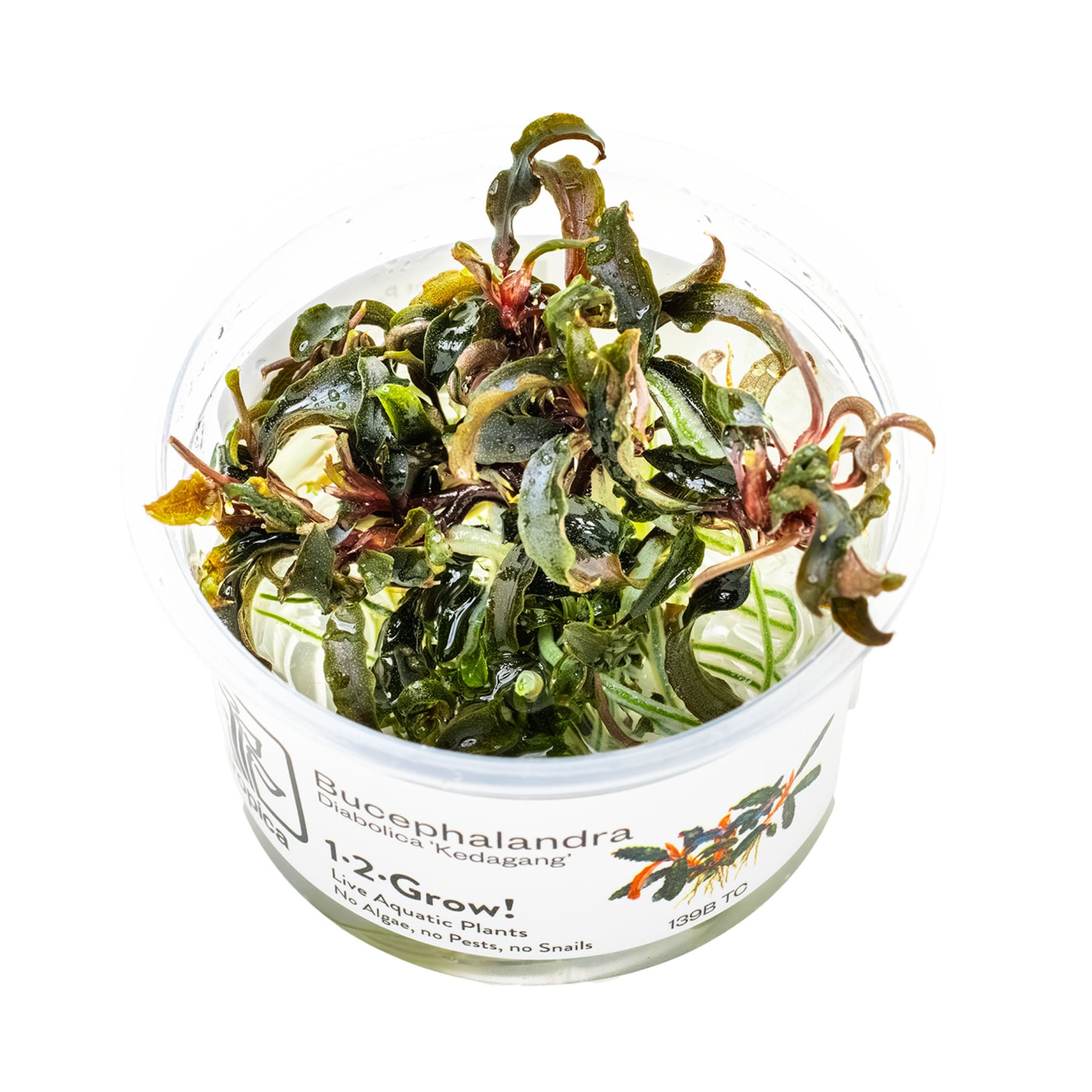 Tropica Bucephalandra Kedagang 1-2-GROW - Aqua Essentials