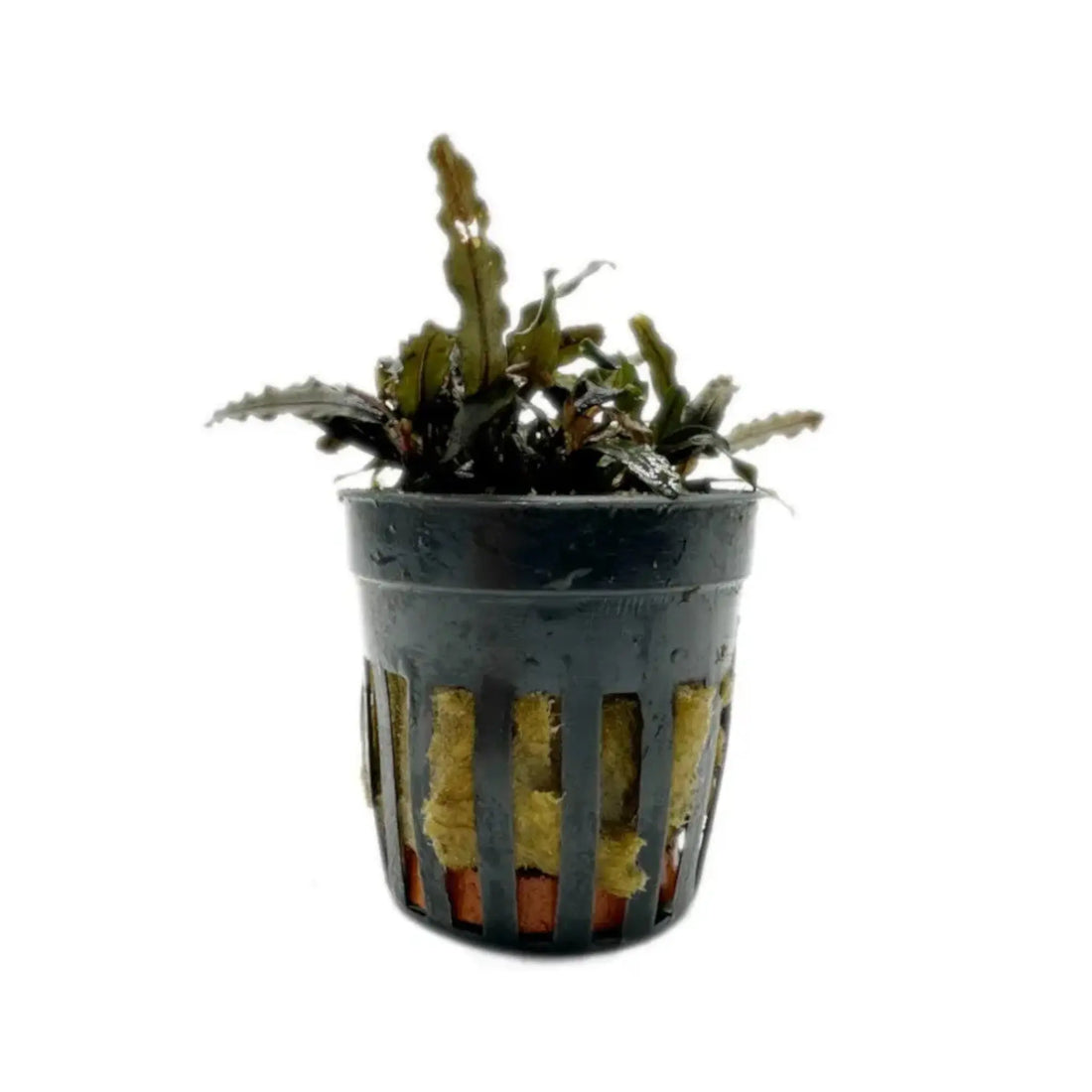 Bucephalandra caterina Aqua Essentials