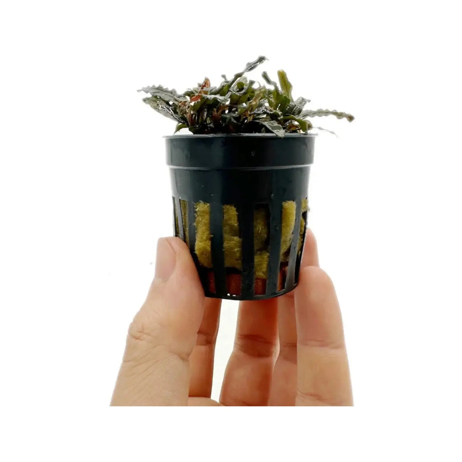 Bucephalandra caterina Aqua Essentials