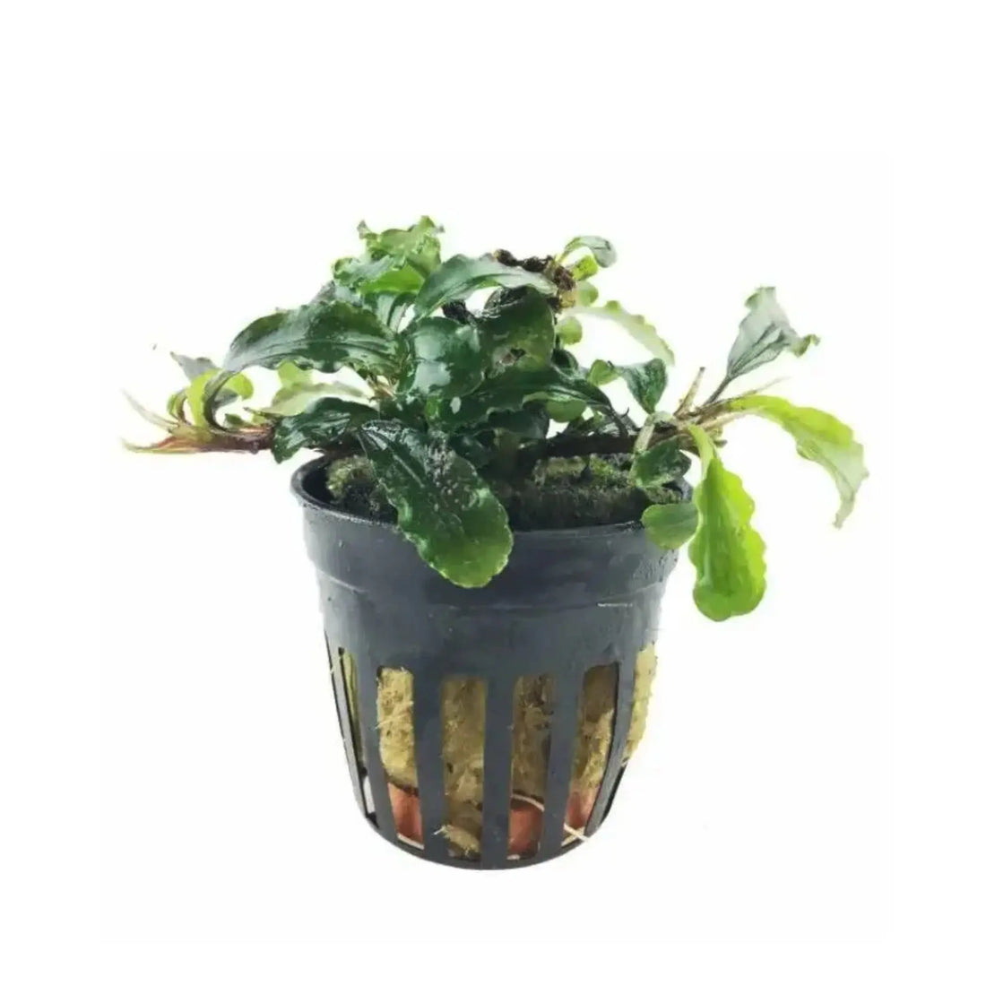 Bucephalandra crisped leaves Aqua Essentials