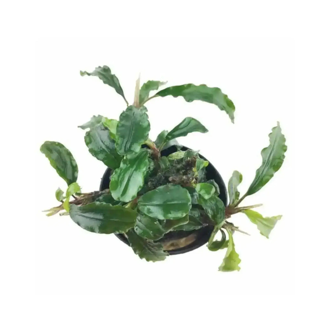Bucephalandra crisped leaves Aqua Essentials