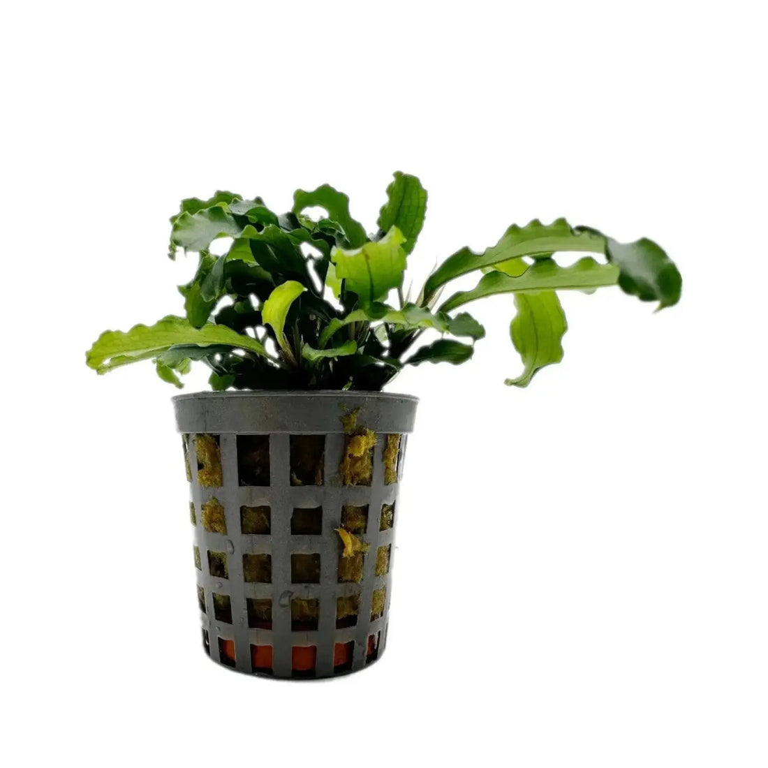 Bucephalandra green velvet Aquafleur