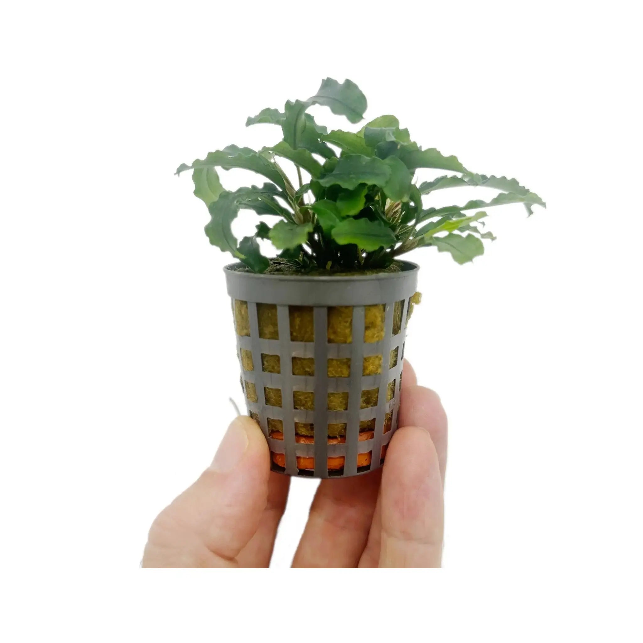 Bucephalandra green velvet Aquafleur