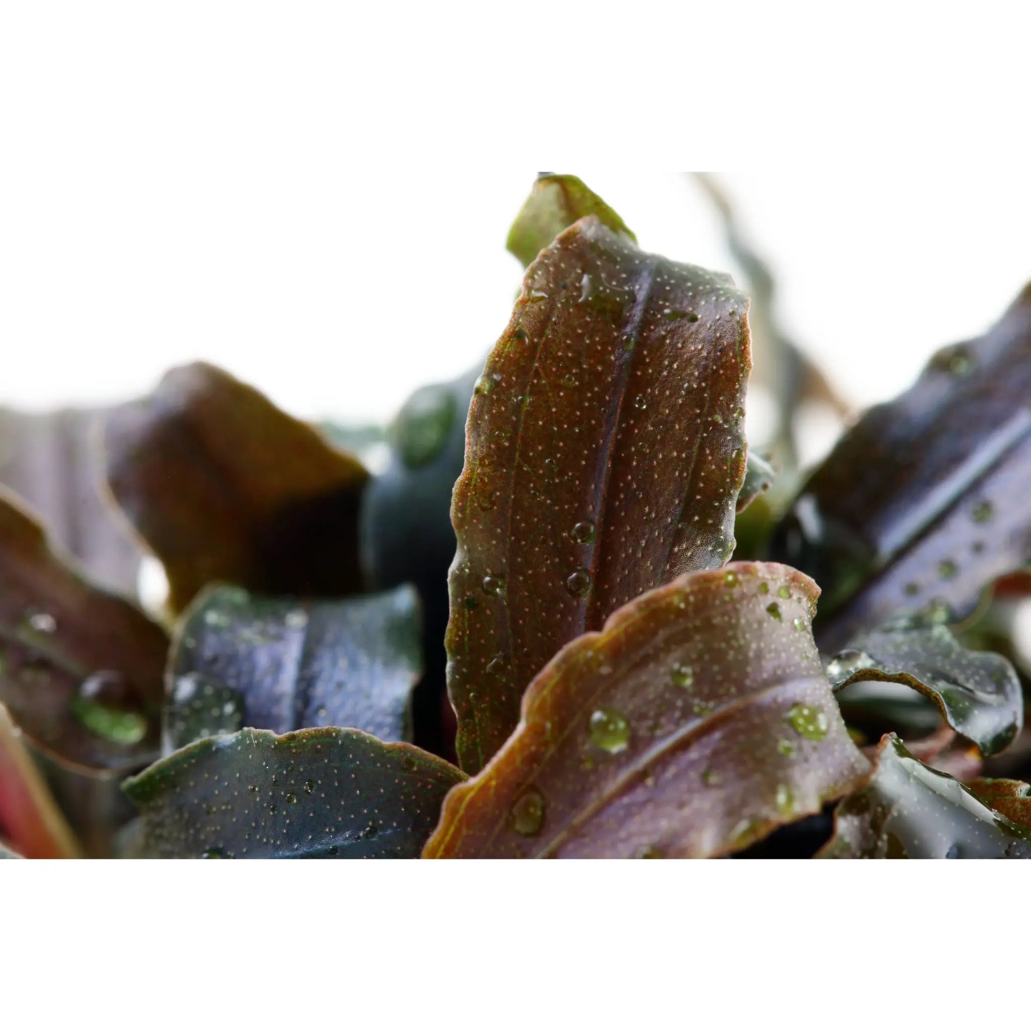 Bucephalandra kedagang - Aqua Essentials
