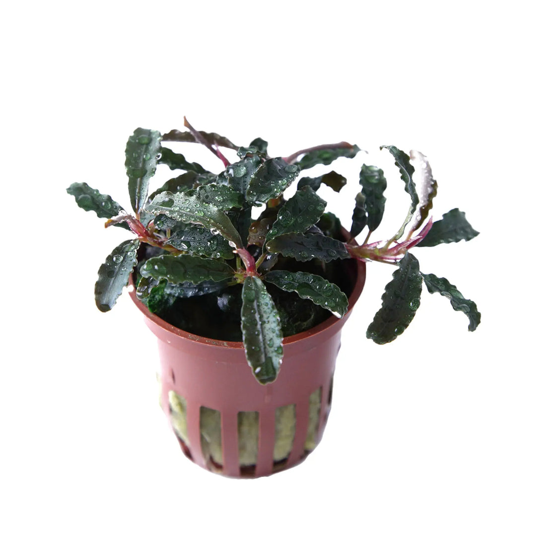 Bucephalandra kedagang Tropica