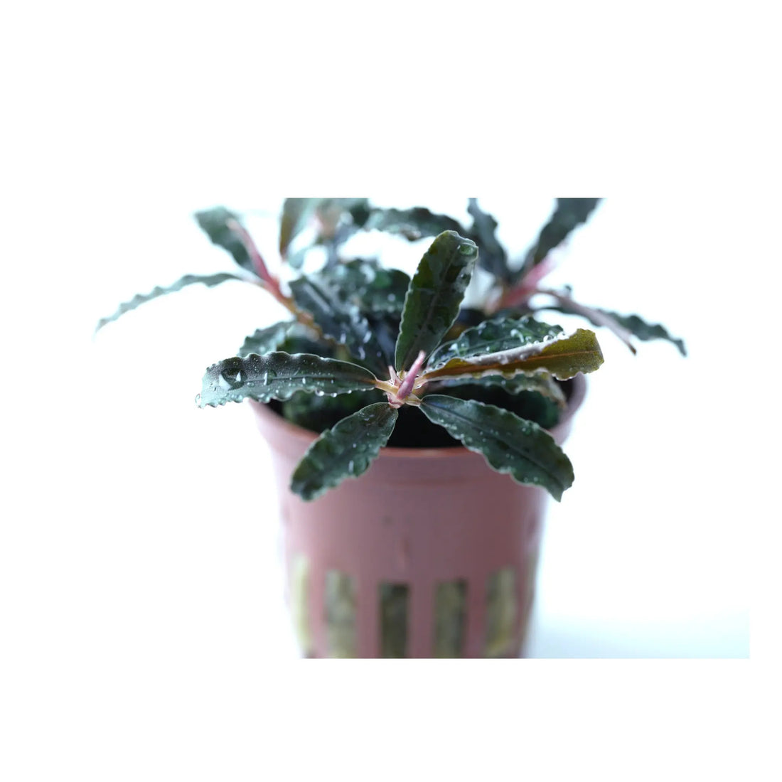 Bucephalandra kedagang Tropica