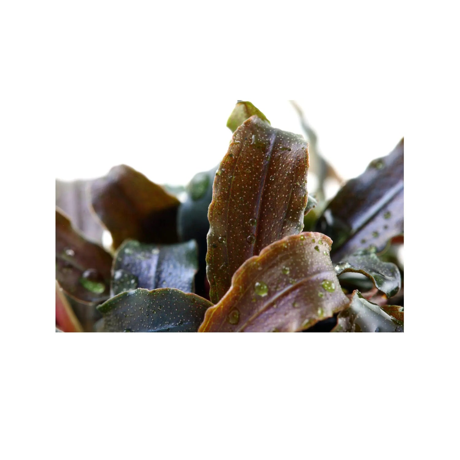 Bucephalandra kedagang Tropica