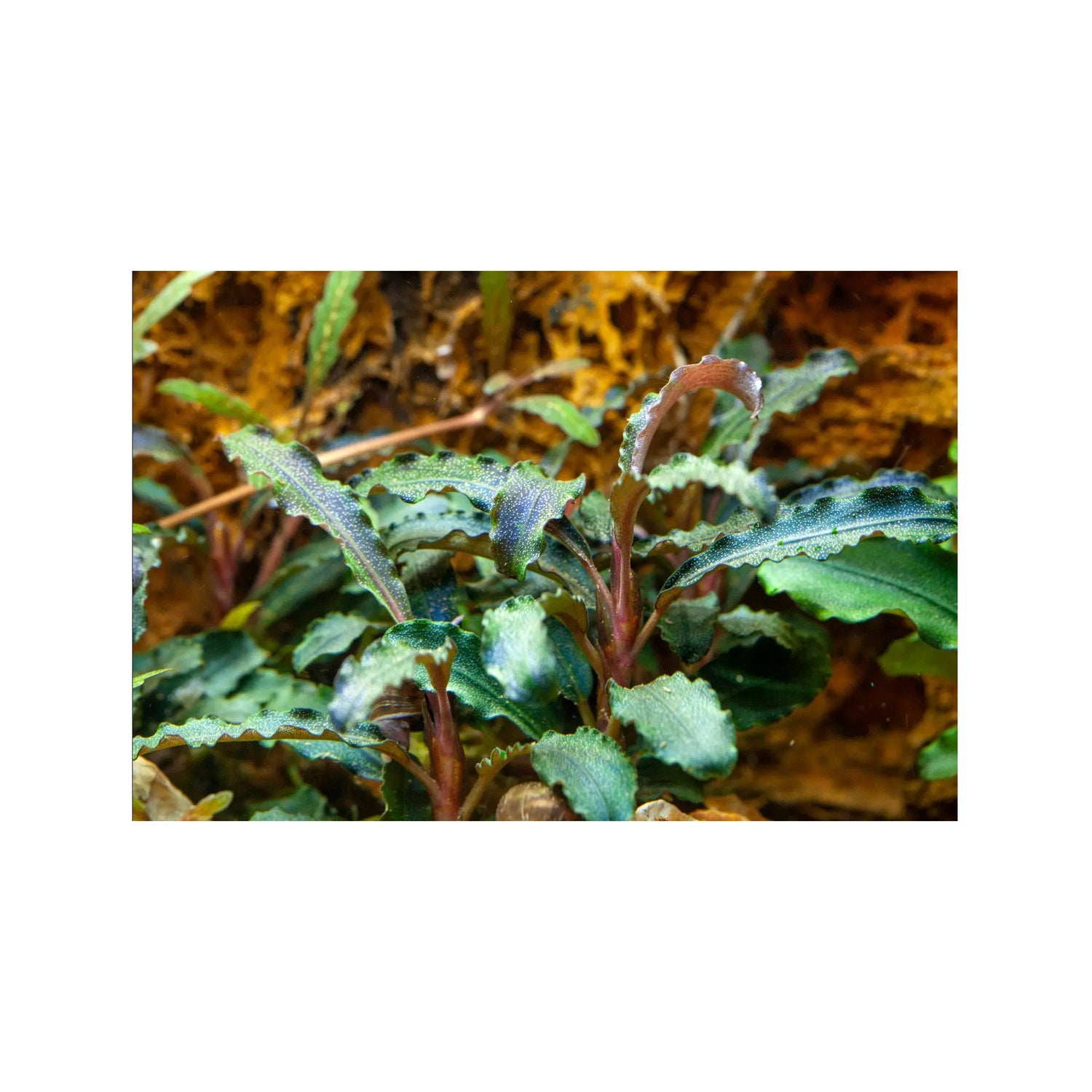 Bucephalandra kedagang Tropica