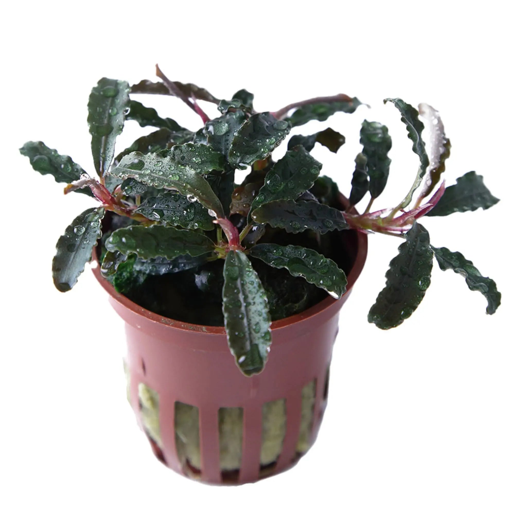 Bucephalandra kedagang - Aqua Essentials