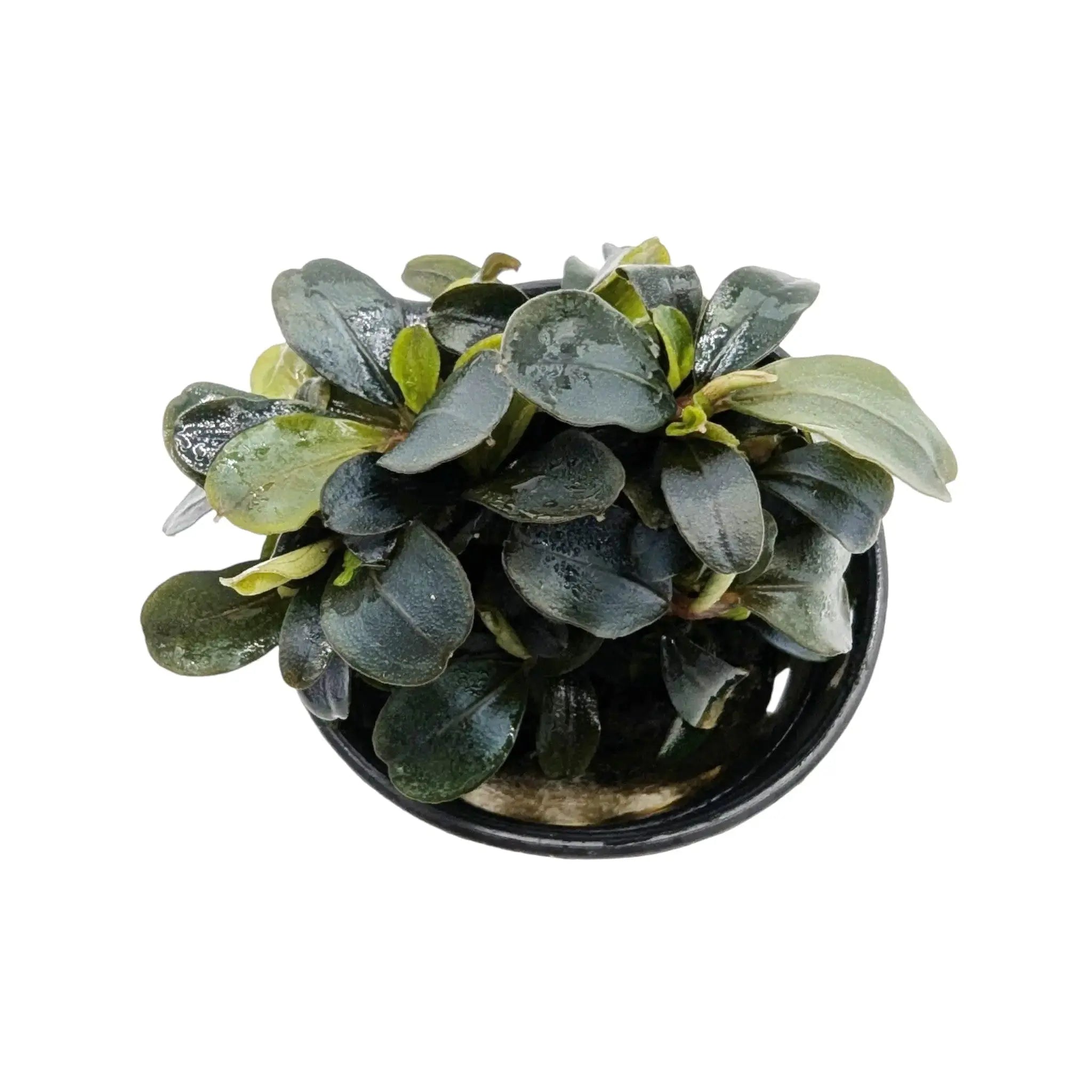Bucephalandra lamandau Aquafleur