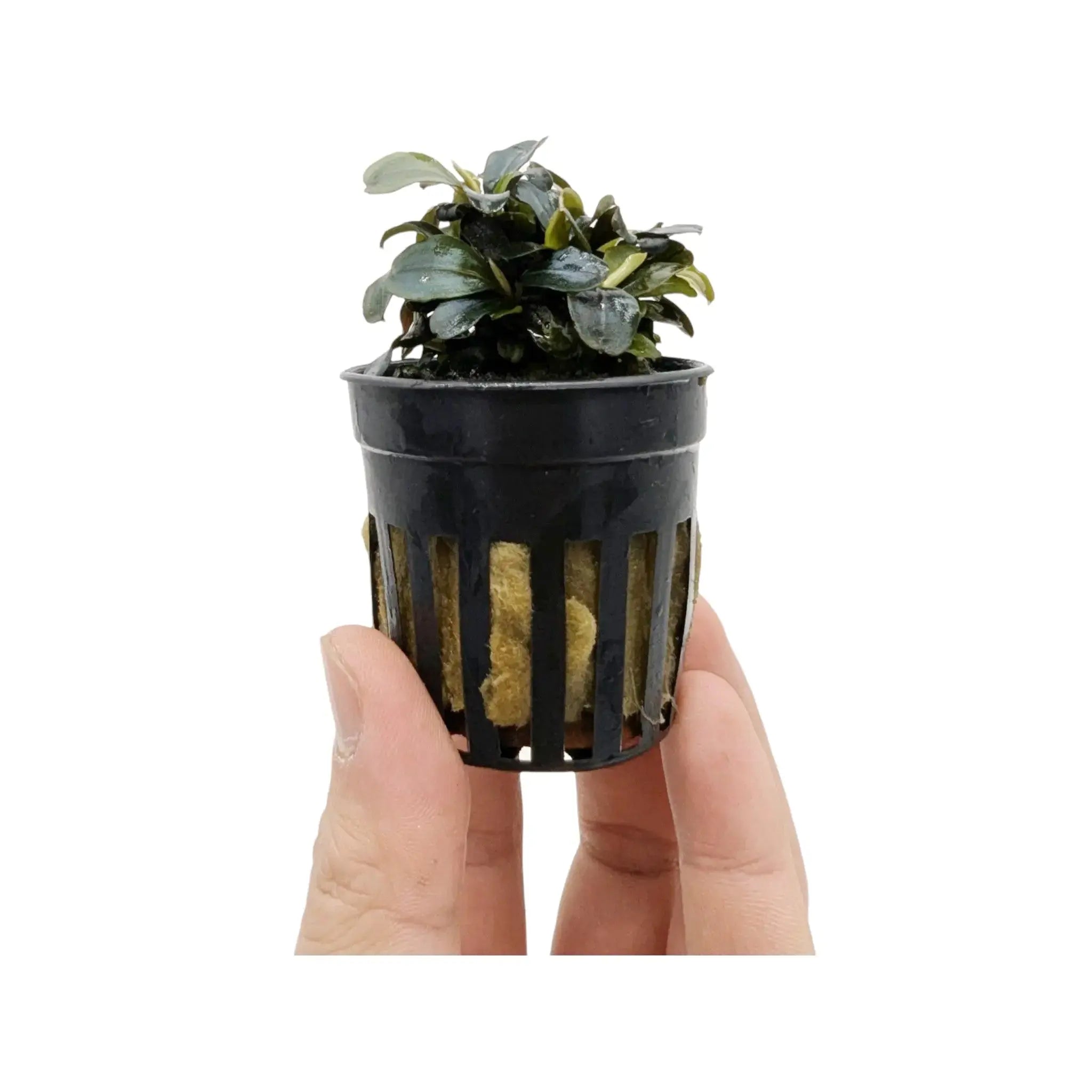 Bucephalandra lamandau Aquafleur