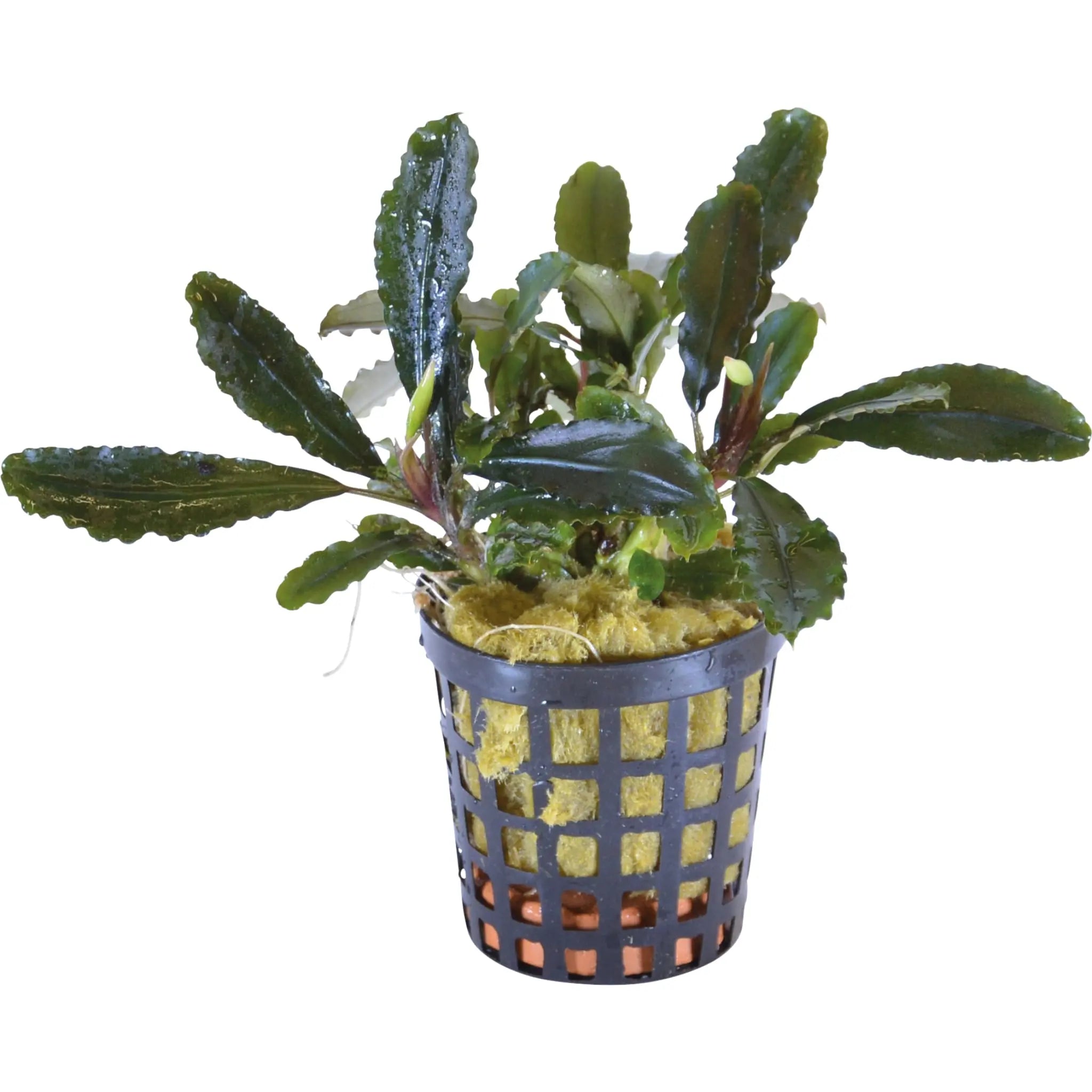 Bucephalandra lamandau - Aqua Essentials