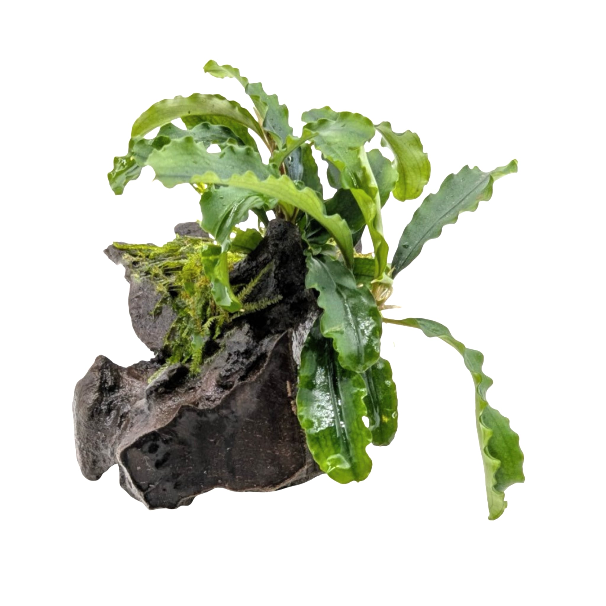 Bucephalandra on Wood with Moss - Nano