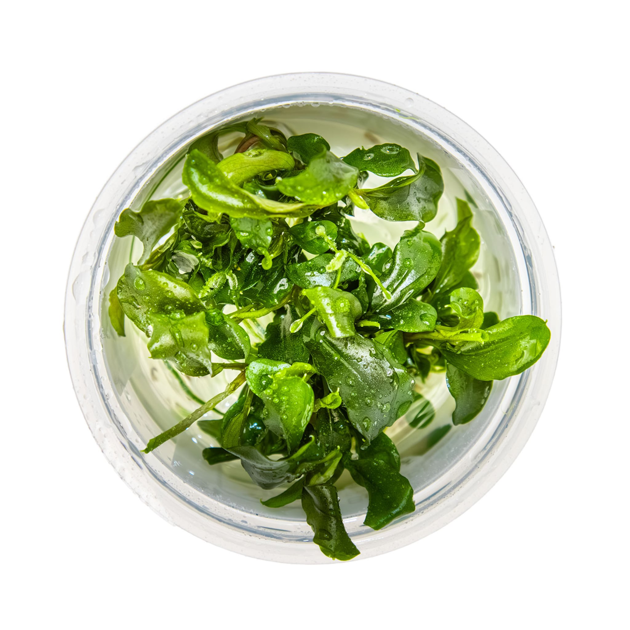 Tropica Bucephalandra pygmaea Bukit Kalem 1-2-GROW!