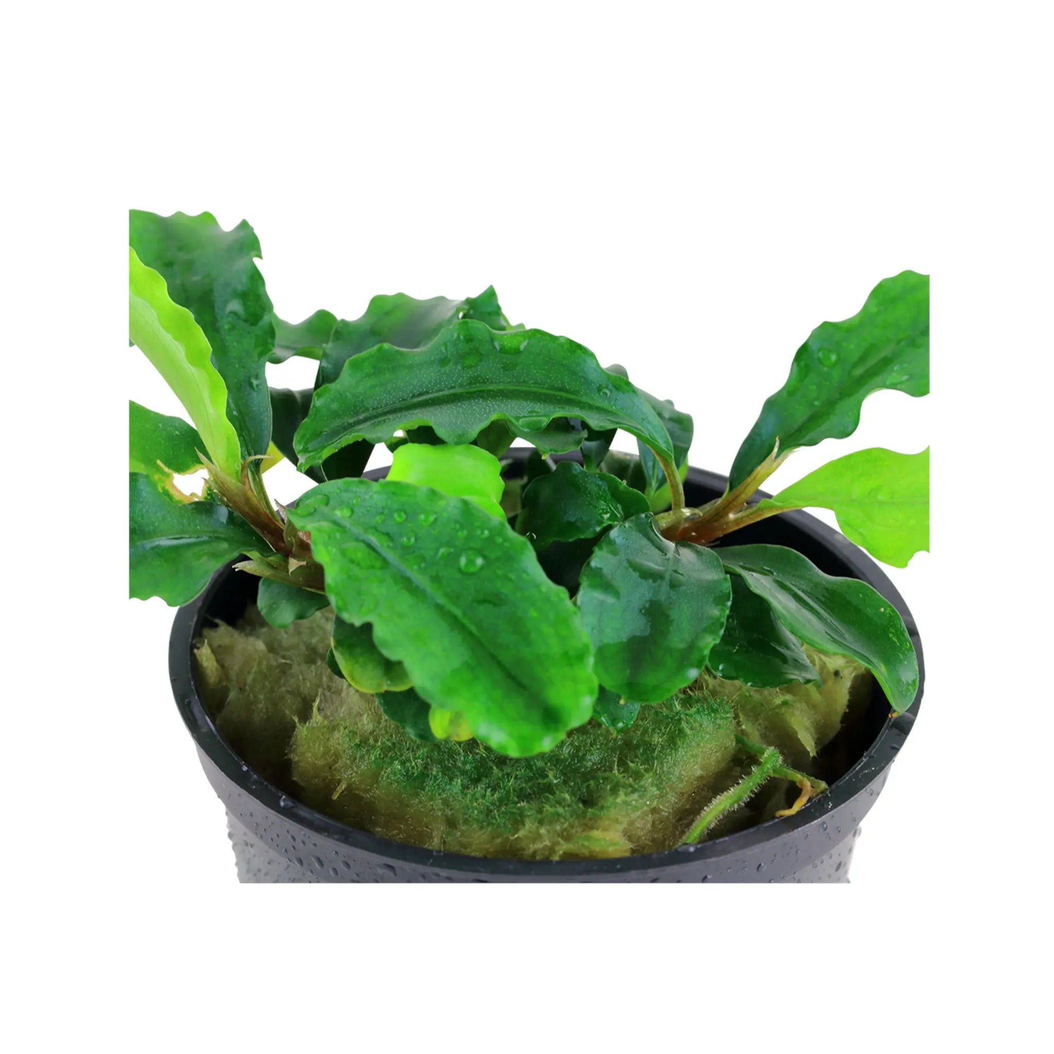 Bucephalandra pygmaea Bukit Kelam Tropica