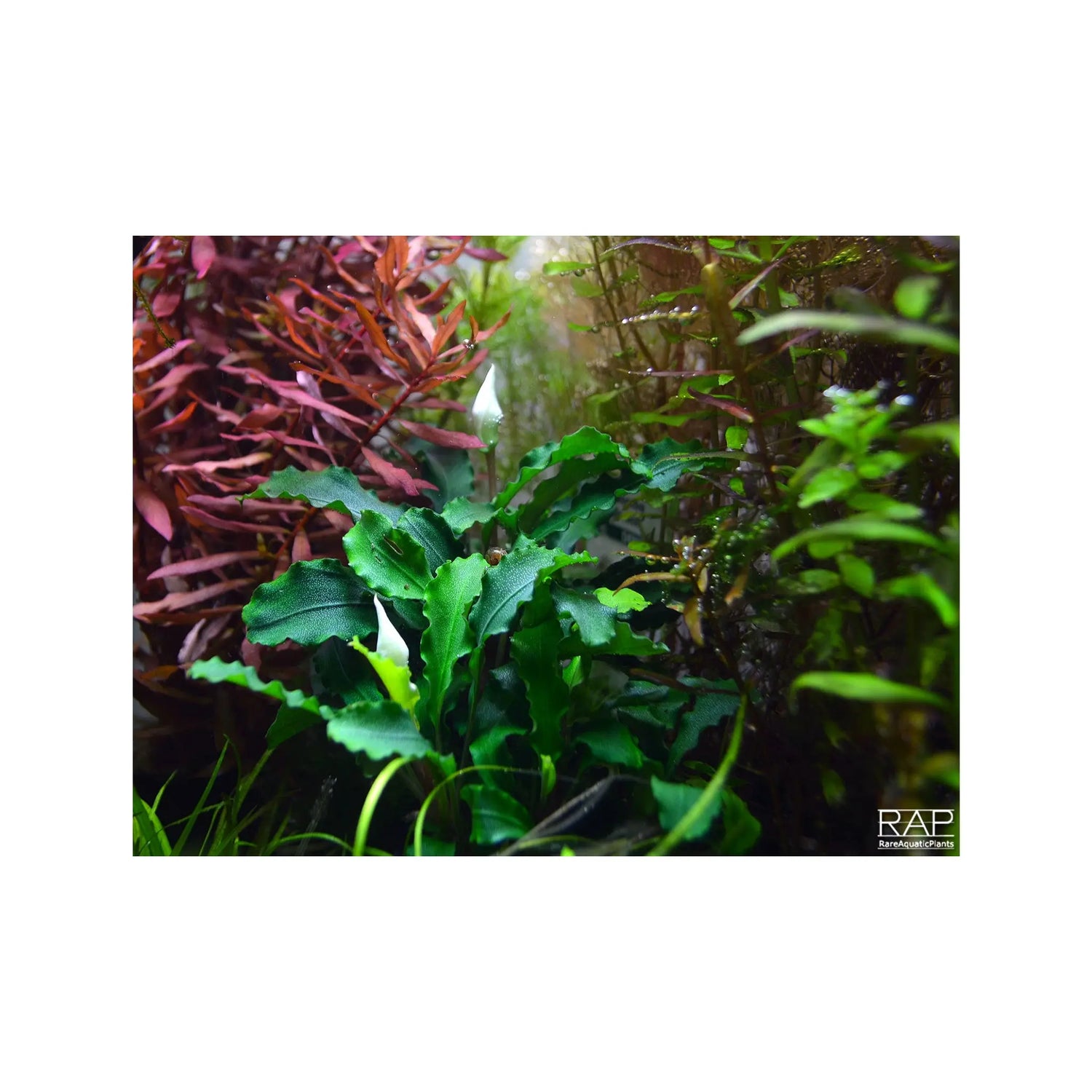 Bucephalandra pygmaea Bukit Kelam Tropica