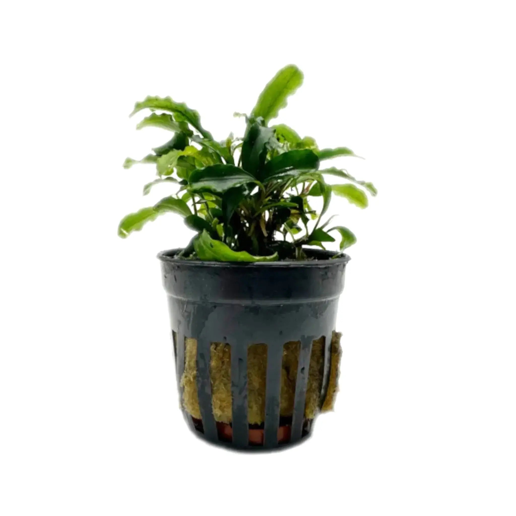 Bucephalandra sintang Aquafleur