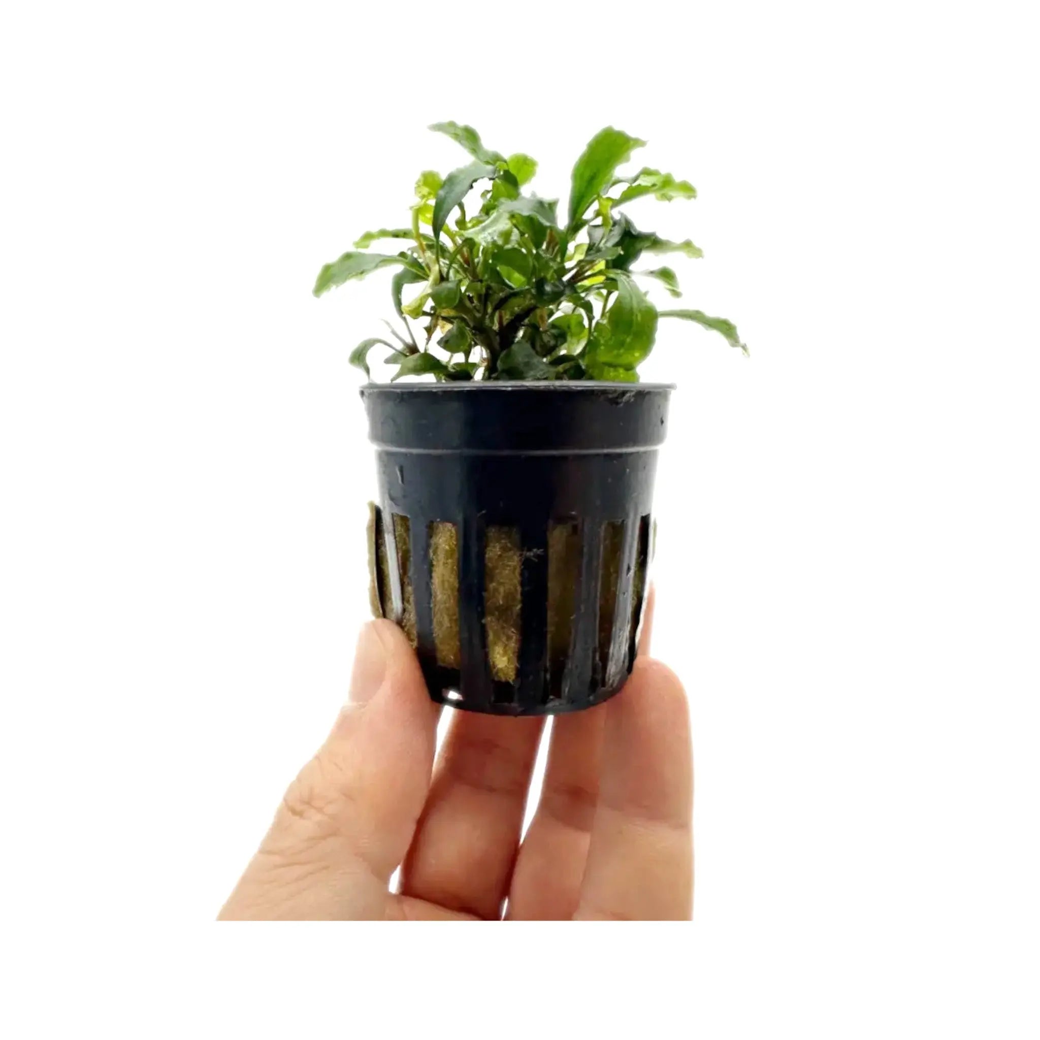 Bucephalandra sintang Aquafleur