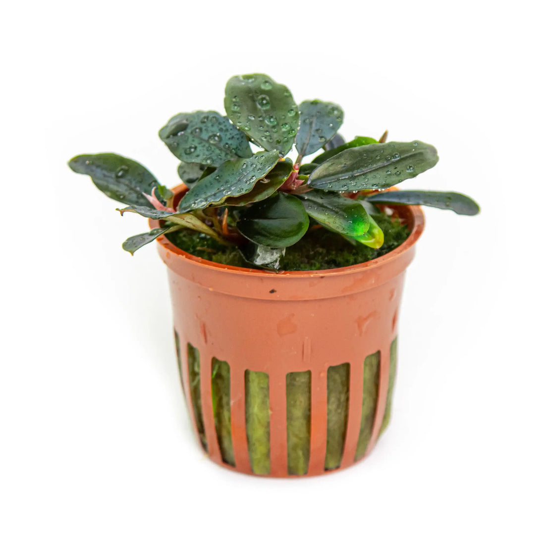 Bucephalandra sordidula Blue Tropica