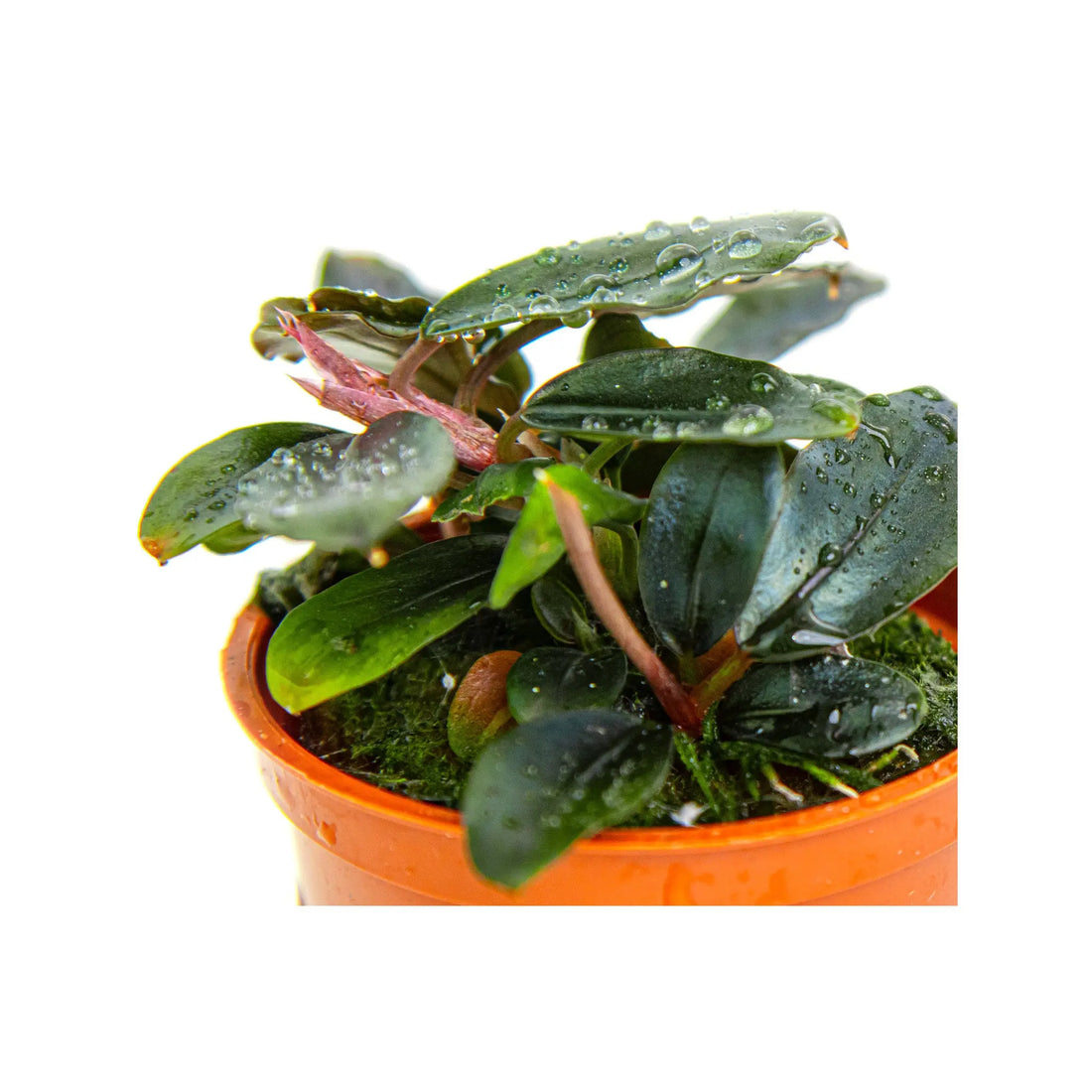 Bucephalandra sordidula Blue Tropica