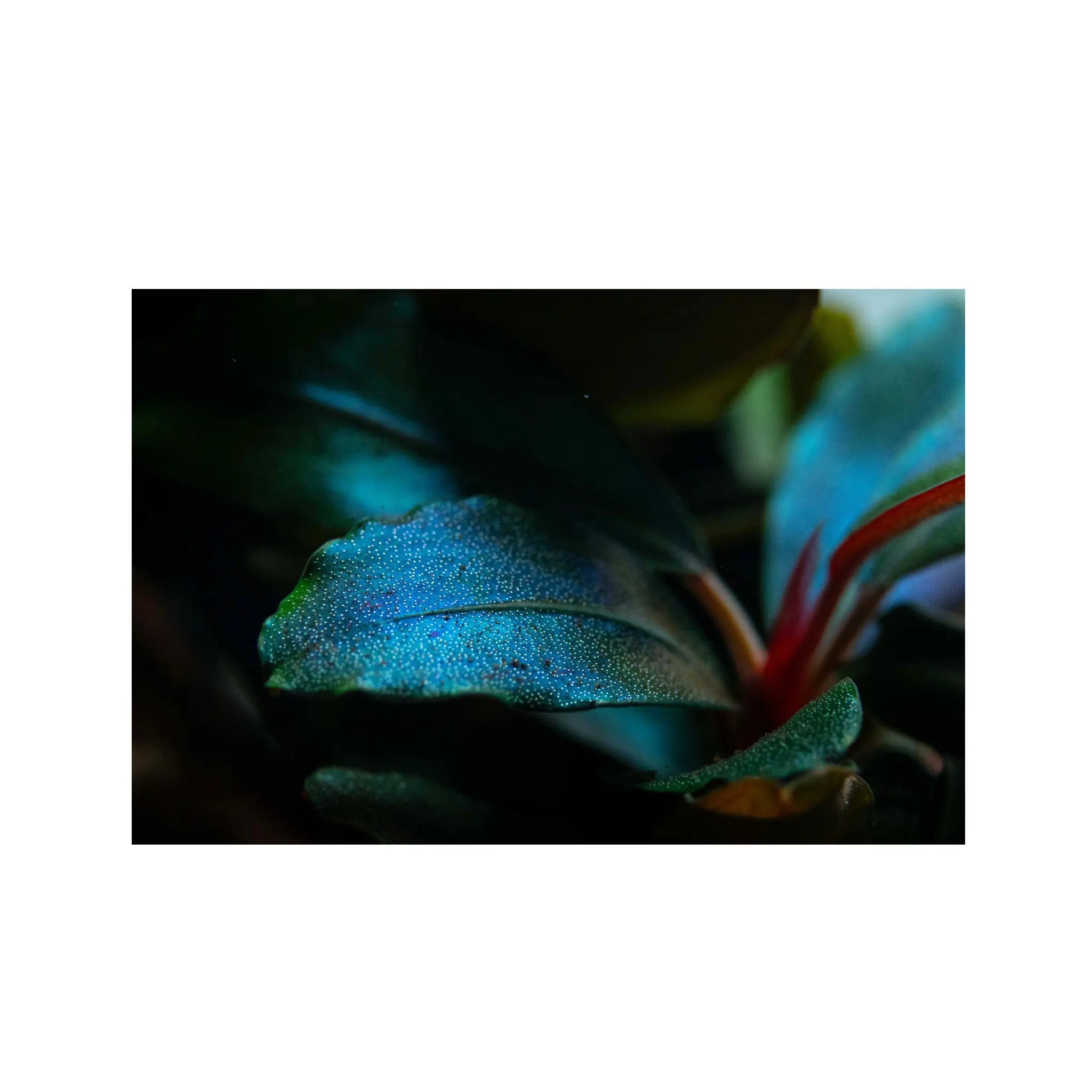 Bucephalandra sordidula Blue Tropica