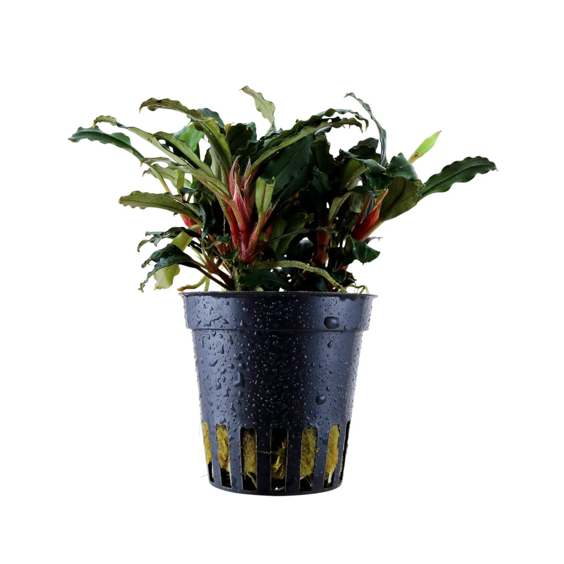 Bucephalandra sp &