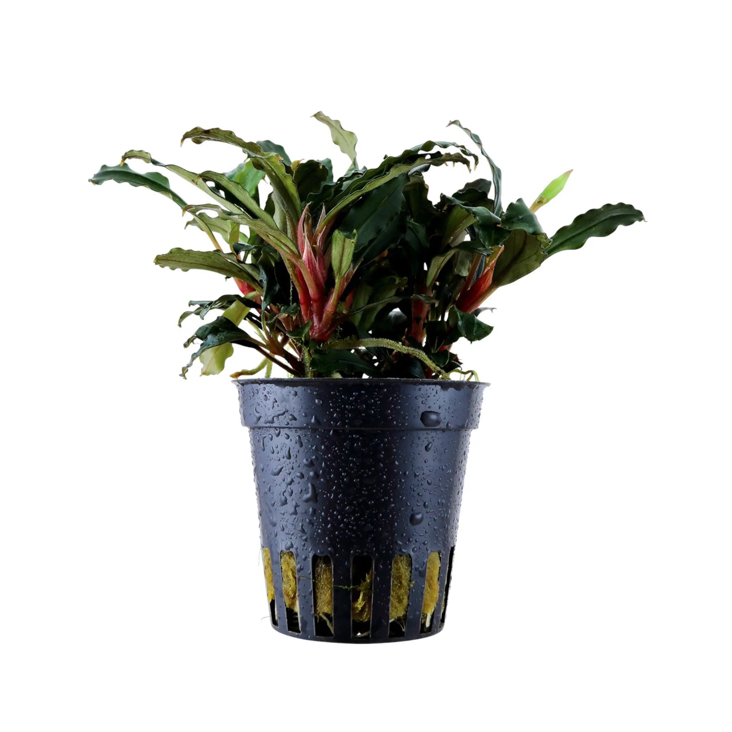 Bucephalandra sp &
