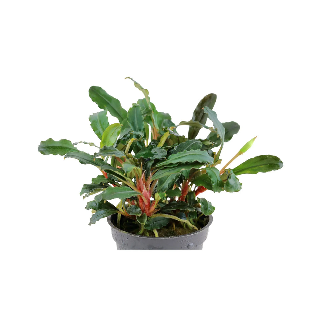 Bucephalandra sp &