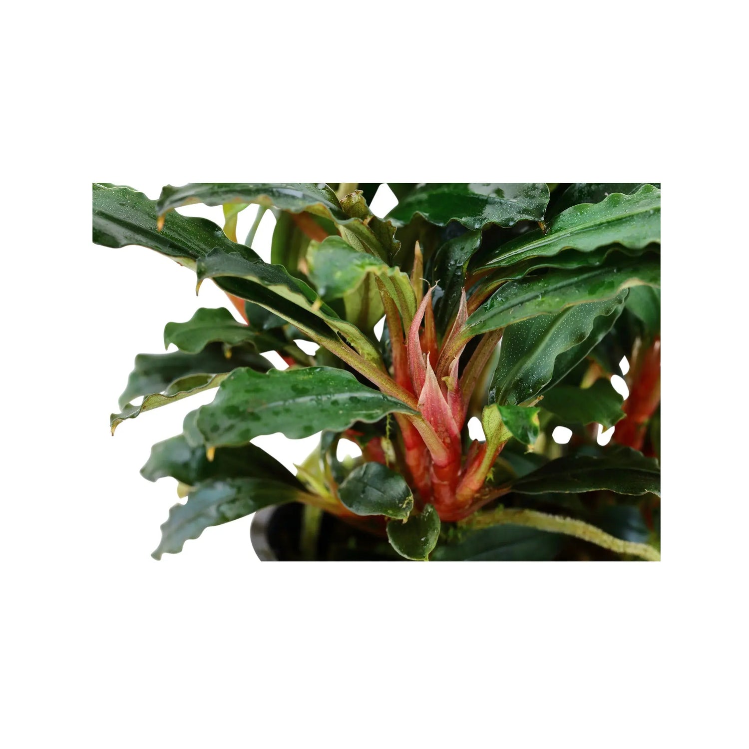Bucephalandra sp &