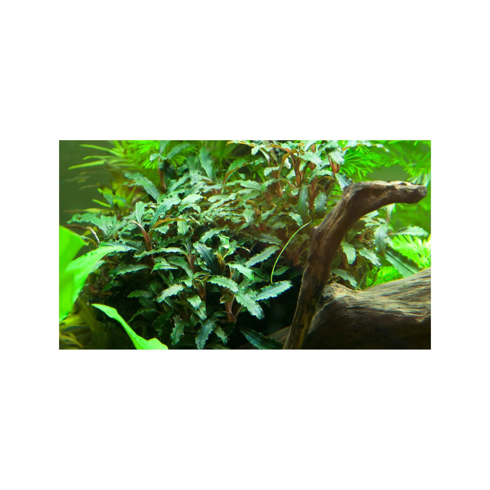 Bucephalandra sp &