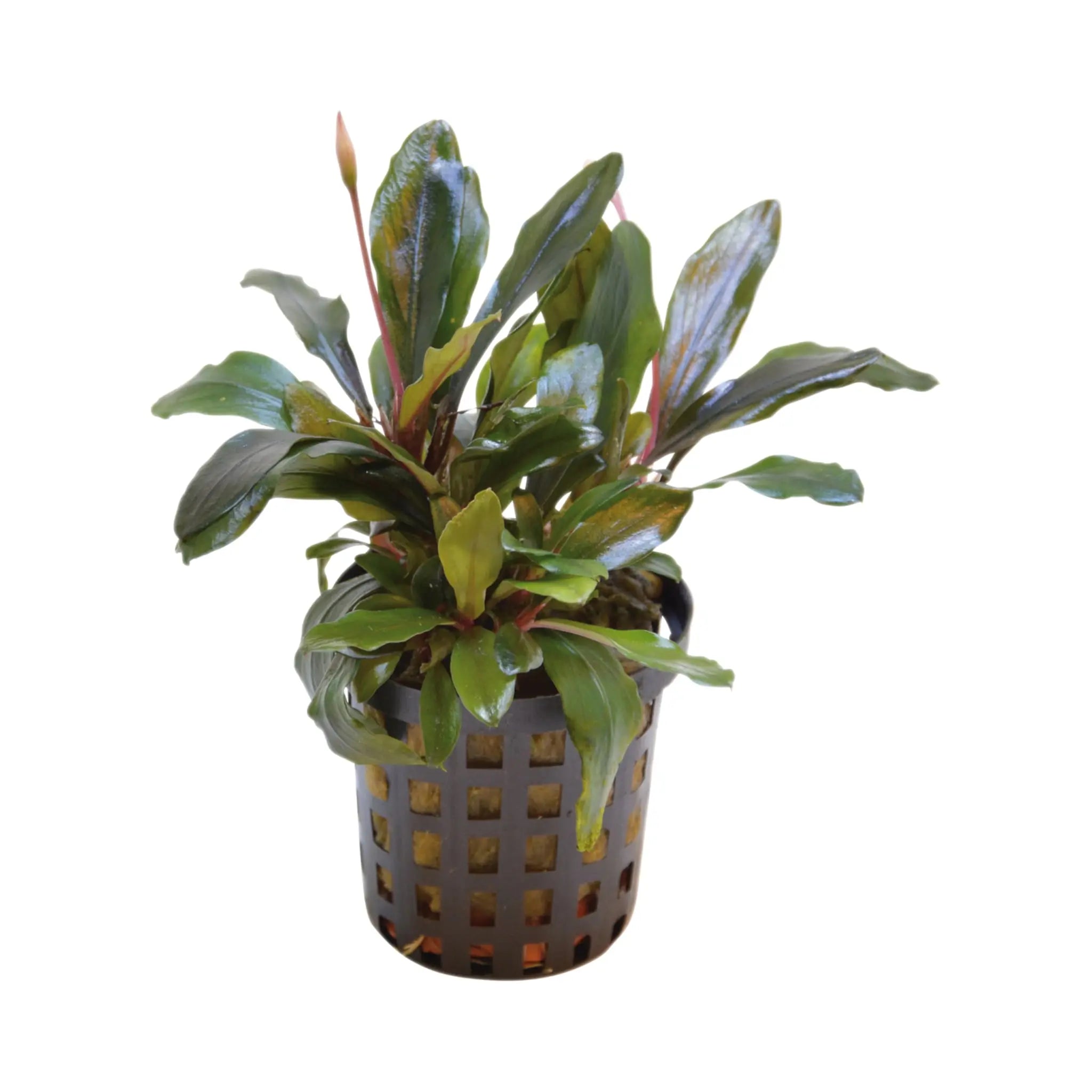 Bucephalandra theia Red - Aqua Essentials