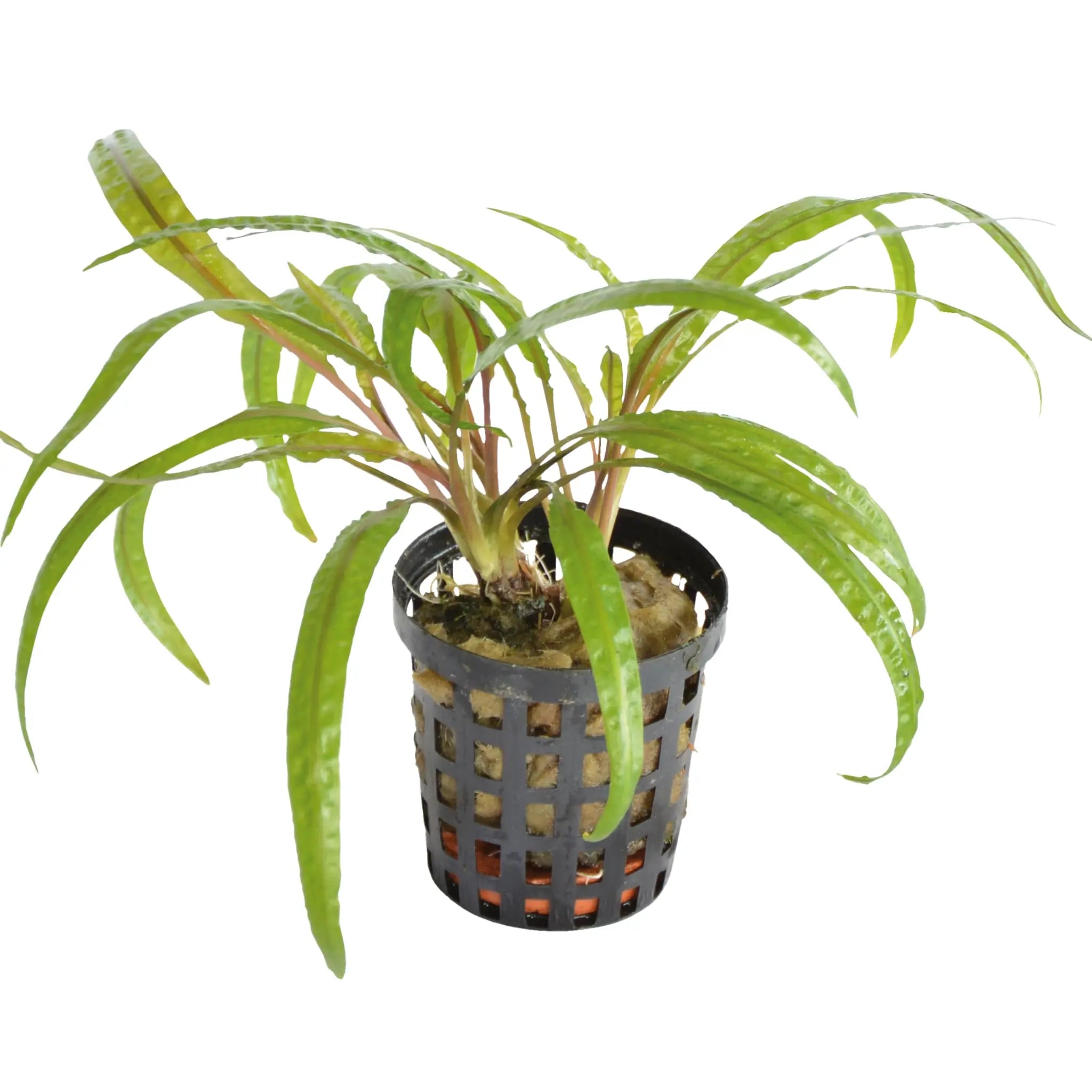 Cryptocoryne balansae - Aqua Essentials