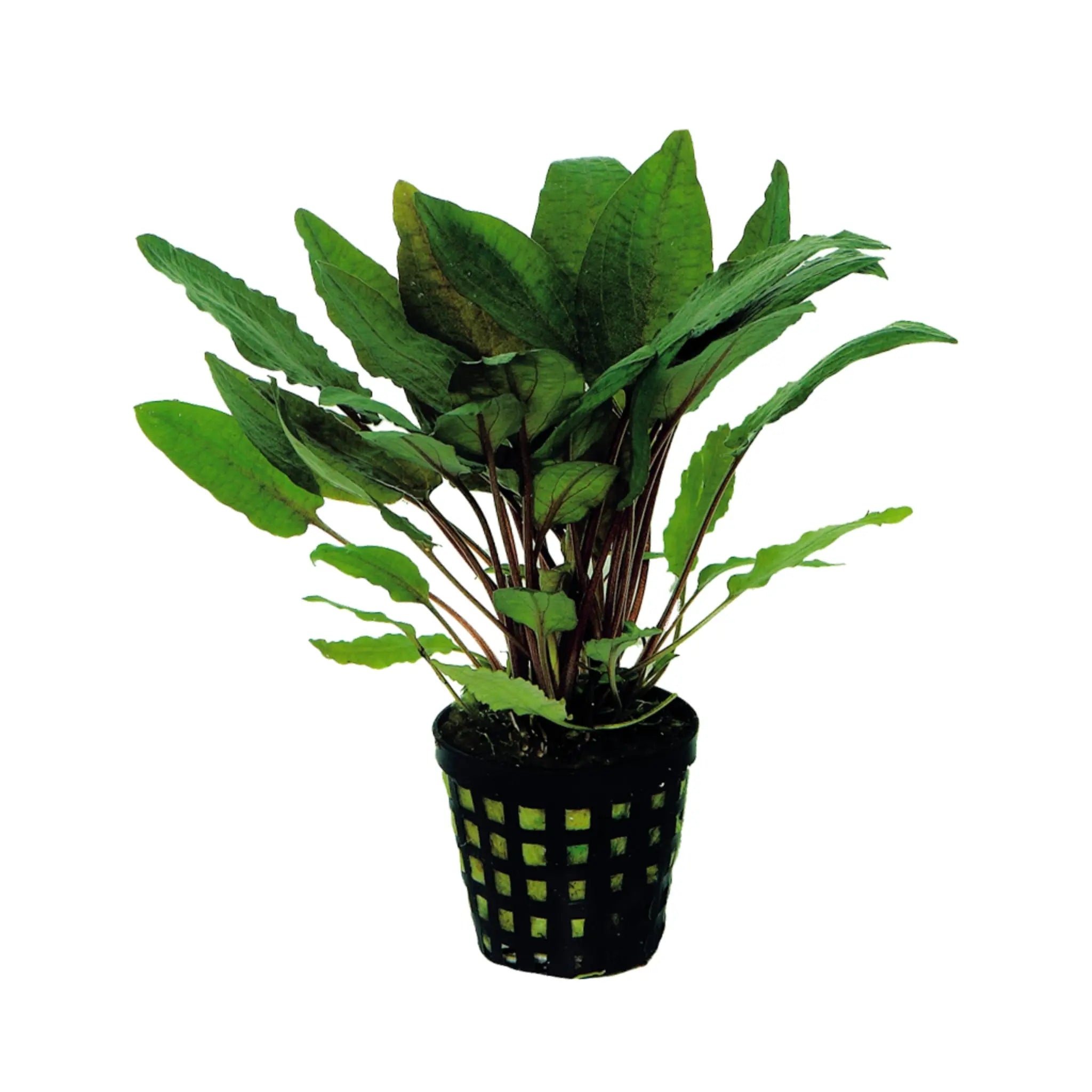 Cryptocoryne bullosa - Aqua Essentials