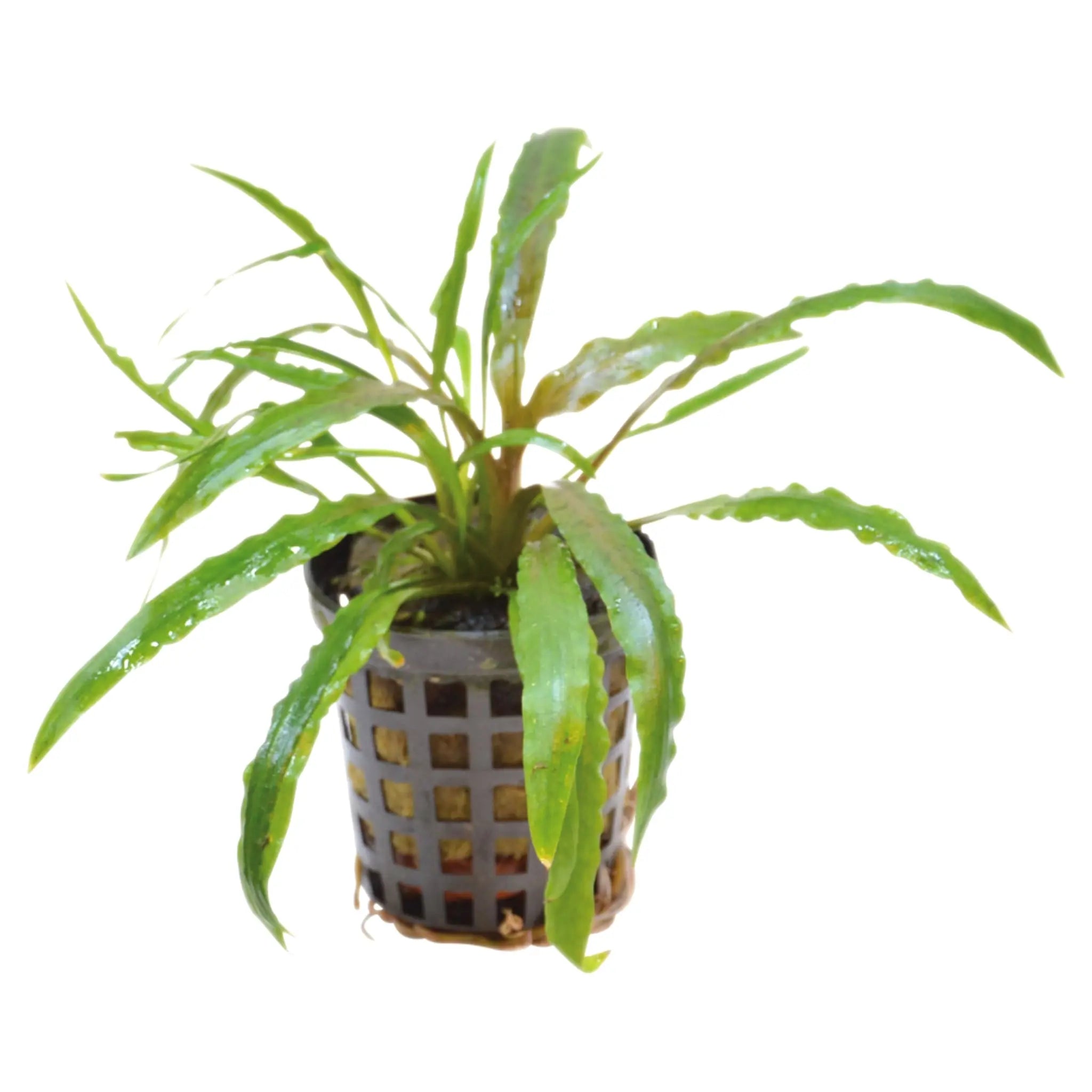 Cryptocoryne costata - Aqua Essentials