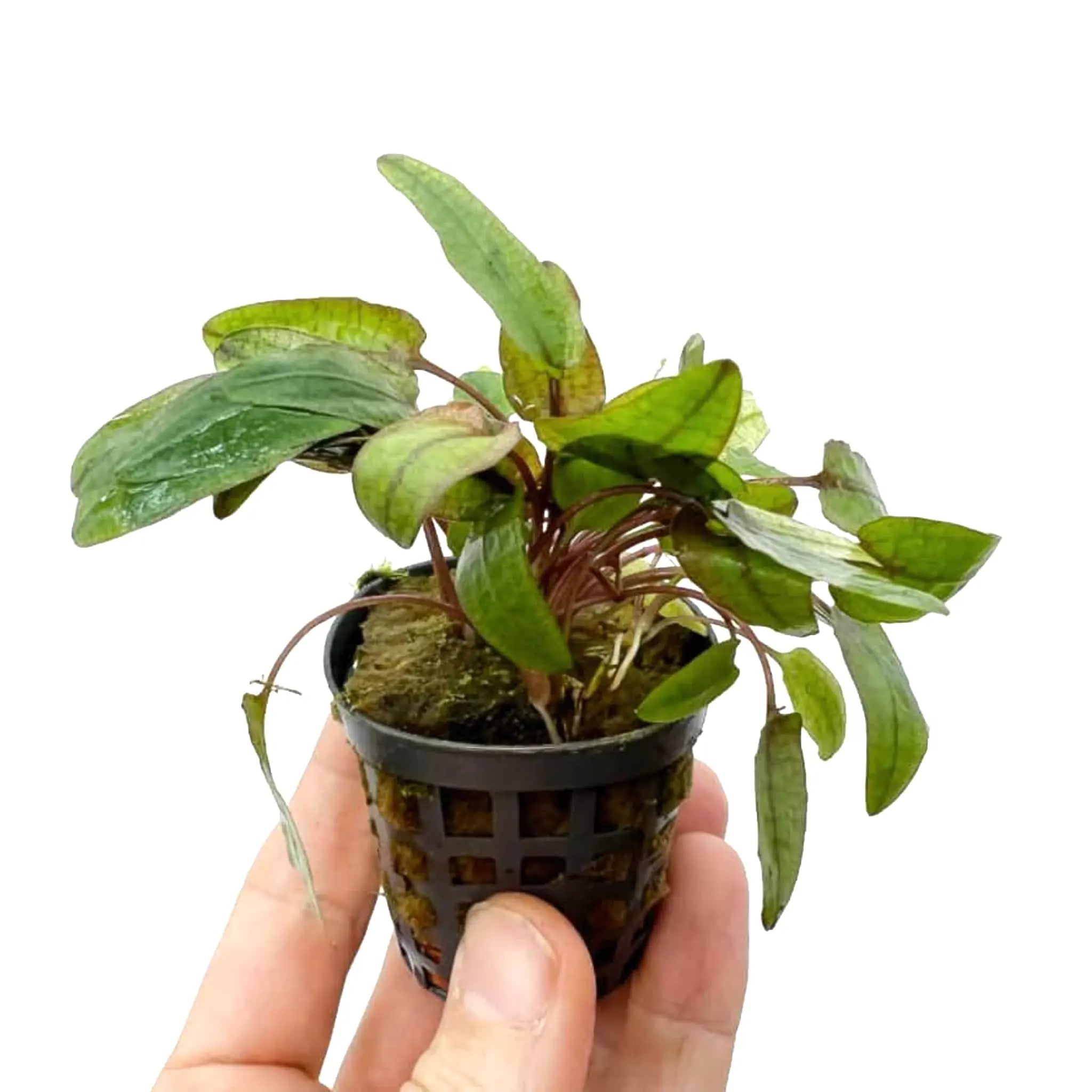 Cryptocoryne flamingo - Aqua Essentials