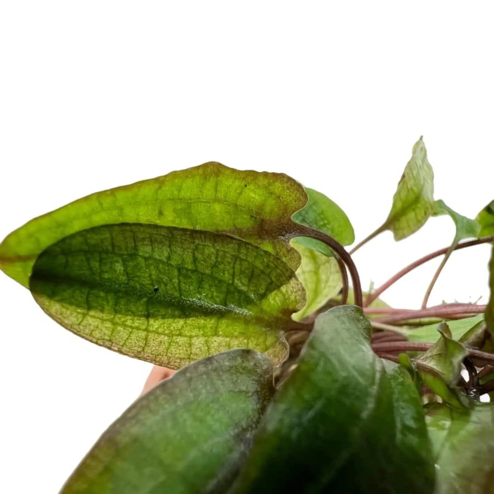 Cryptocoryne flamingo - Aqua Essentials